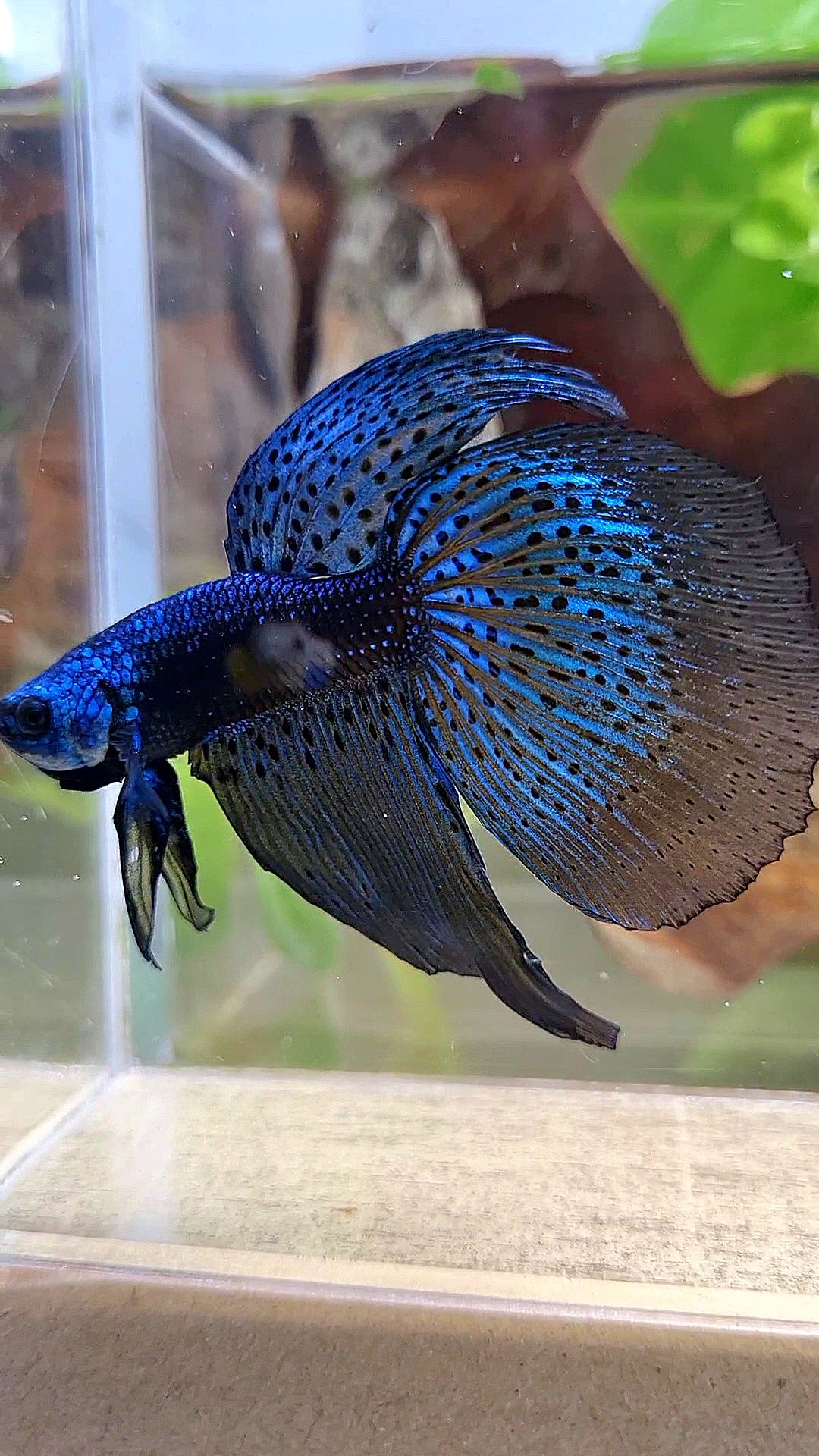 HALFMOON DELTA ALIEN BLUE GREEN HYBRID WILD BETTA FISH