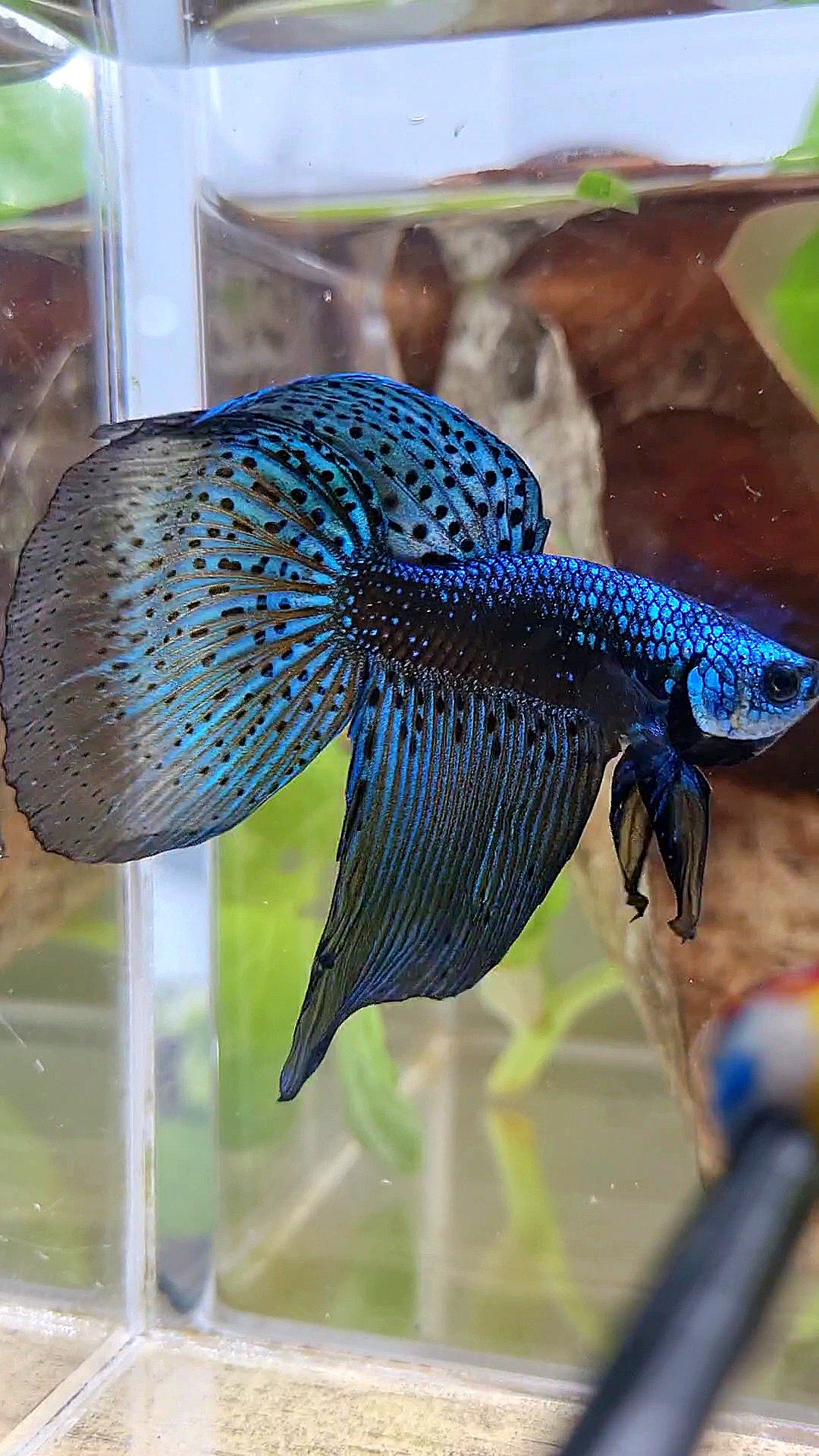 HALFMOON DELTA ALIEN BLUE GREEN HYBRID WILD BETTA FISH