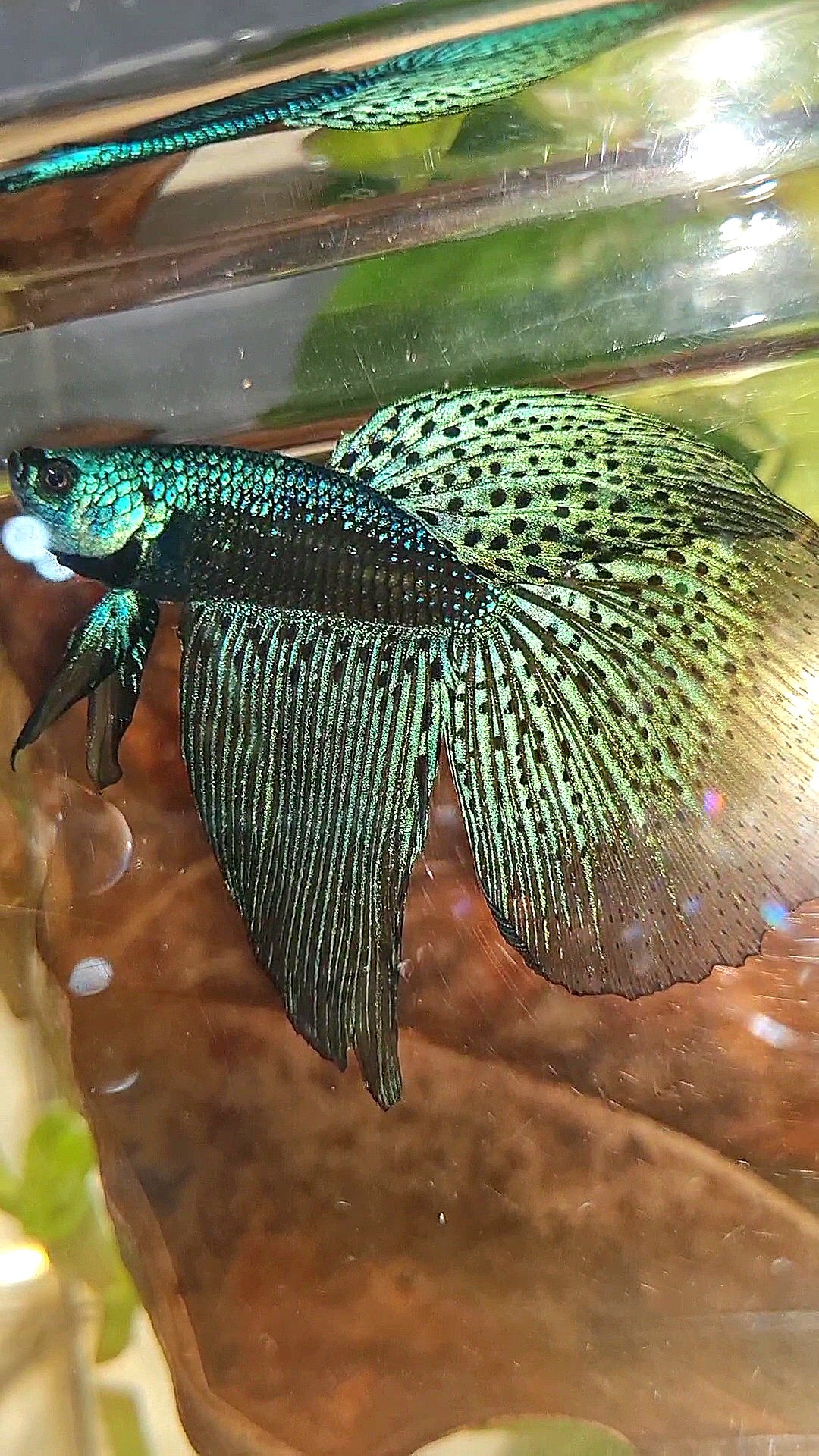 HALFMOON DELTA ALIEN BLUE GREEN HYBRID WILD BETTA FISH