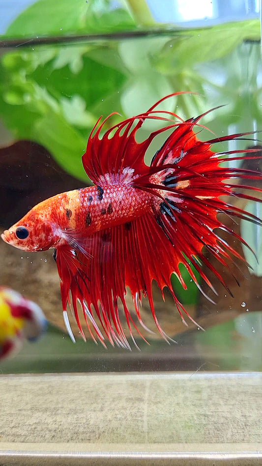 CROWNTAIL RED METALLIC MULTICOLOR BETTA FISH