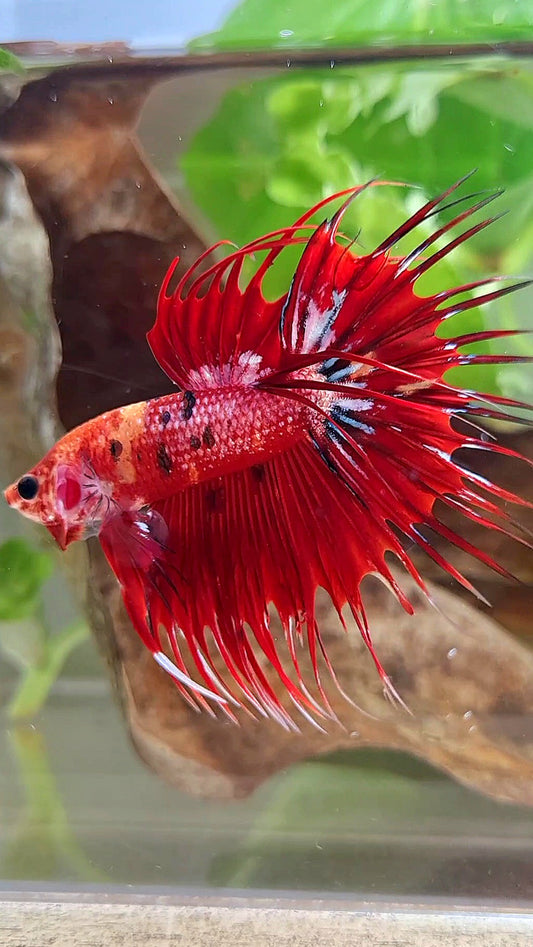 CROWNTAIL RED METALLIC MULTICOLOR BETTA FISH