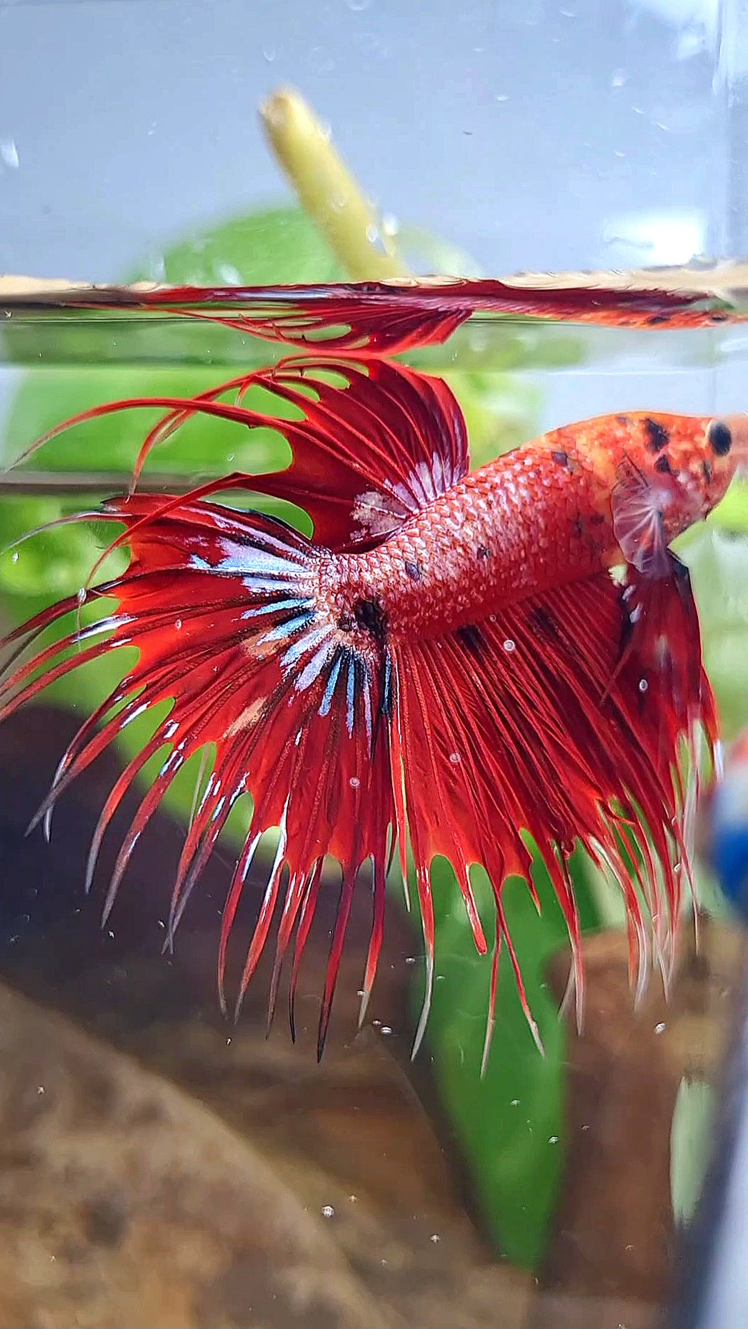 CROWNTAIL RED METALLIC MULTICOLOR BETTA FISH