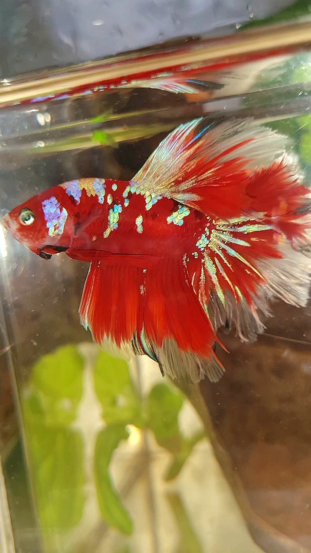 HALFMOON ROSETAIL RED PURPLE GALAXY RPG BETTA FISH