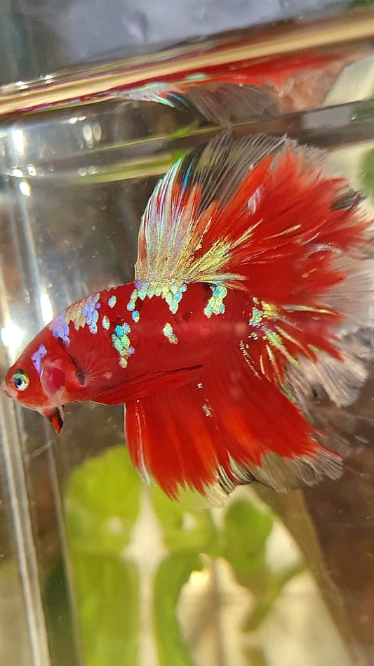 HALFMOON ROSETAIL RED PURPLE GALAXY RPG BETTA FISH