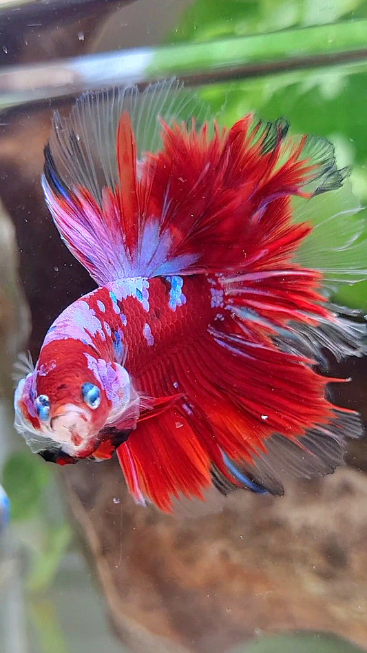 HALFMOON ROSETAIL RED PURPLE GALAXY RPG BETTA FISH