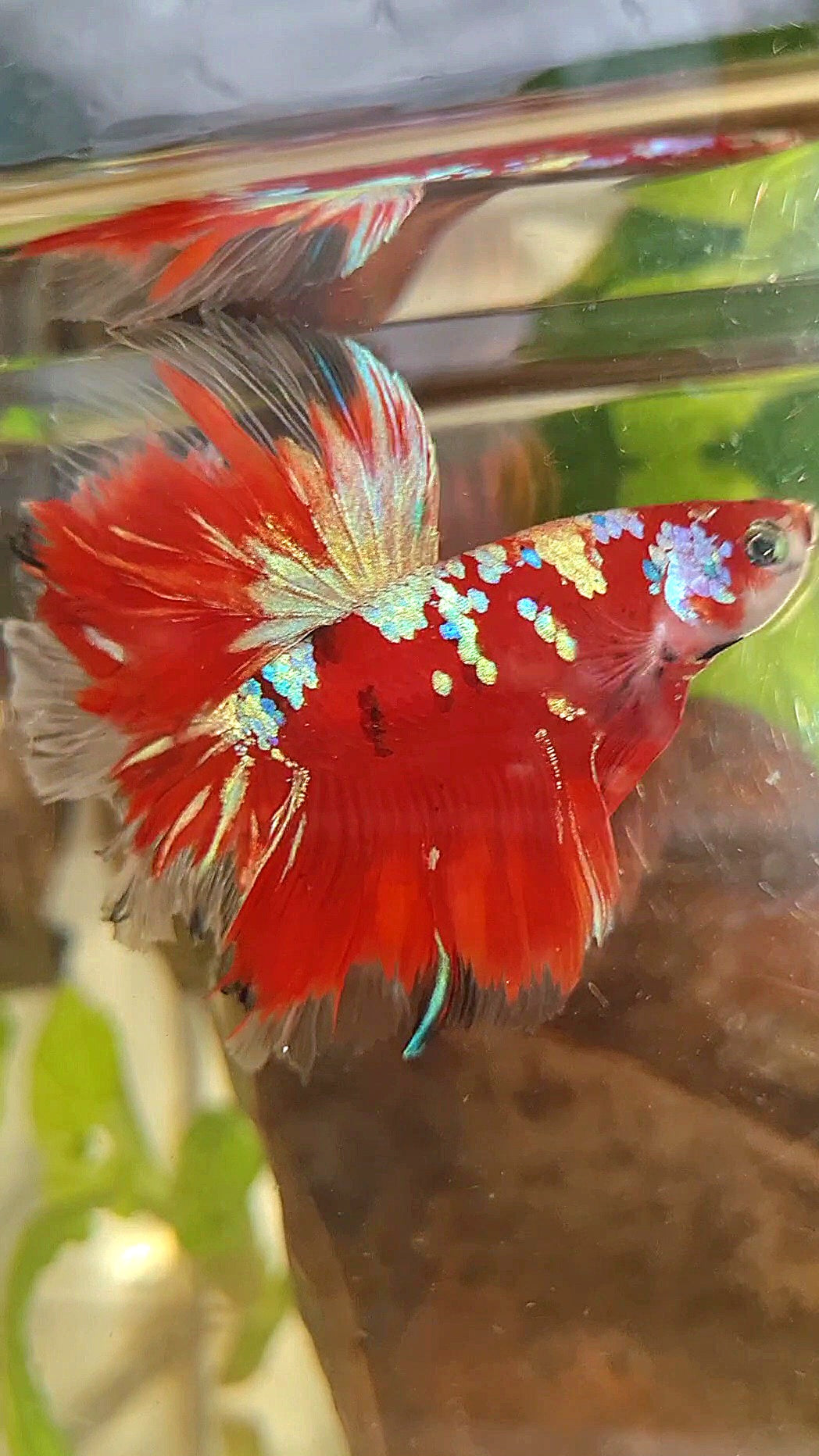 HALFMOON ROSETAIL RED PURPLE GALAXY RPG BETTA FISH