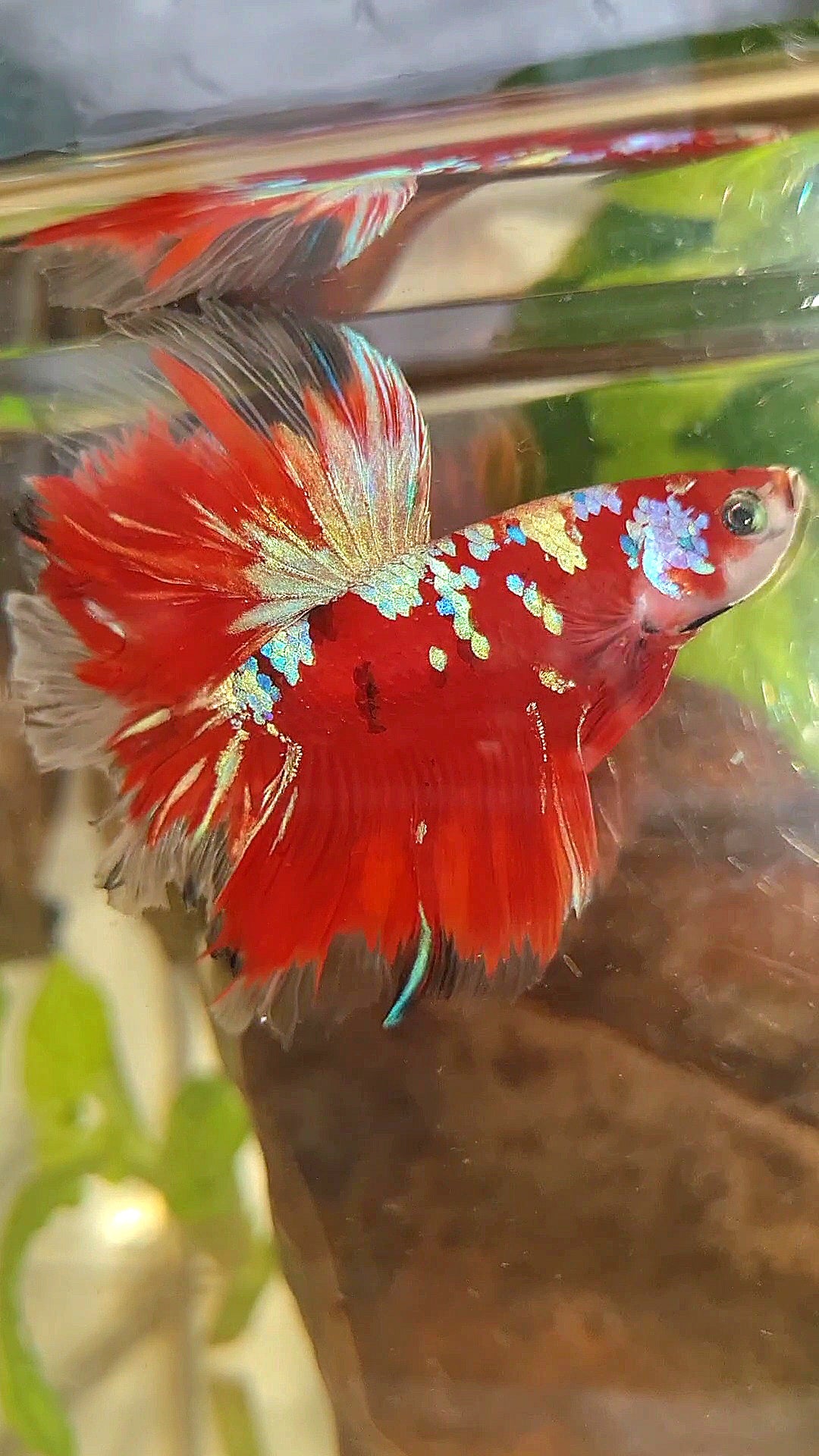 HALFMOON ROSETAIL RED PURPLE GALAXY RPG BETTA FISH