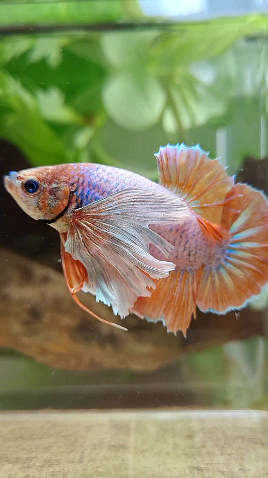 PLAKAT SUPER DUMBO EAR ORANGE BETTA FISH