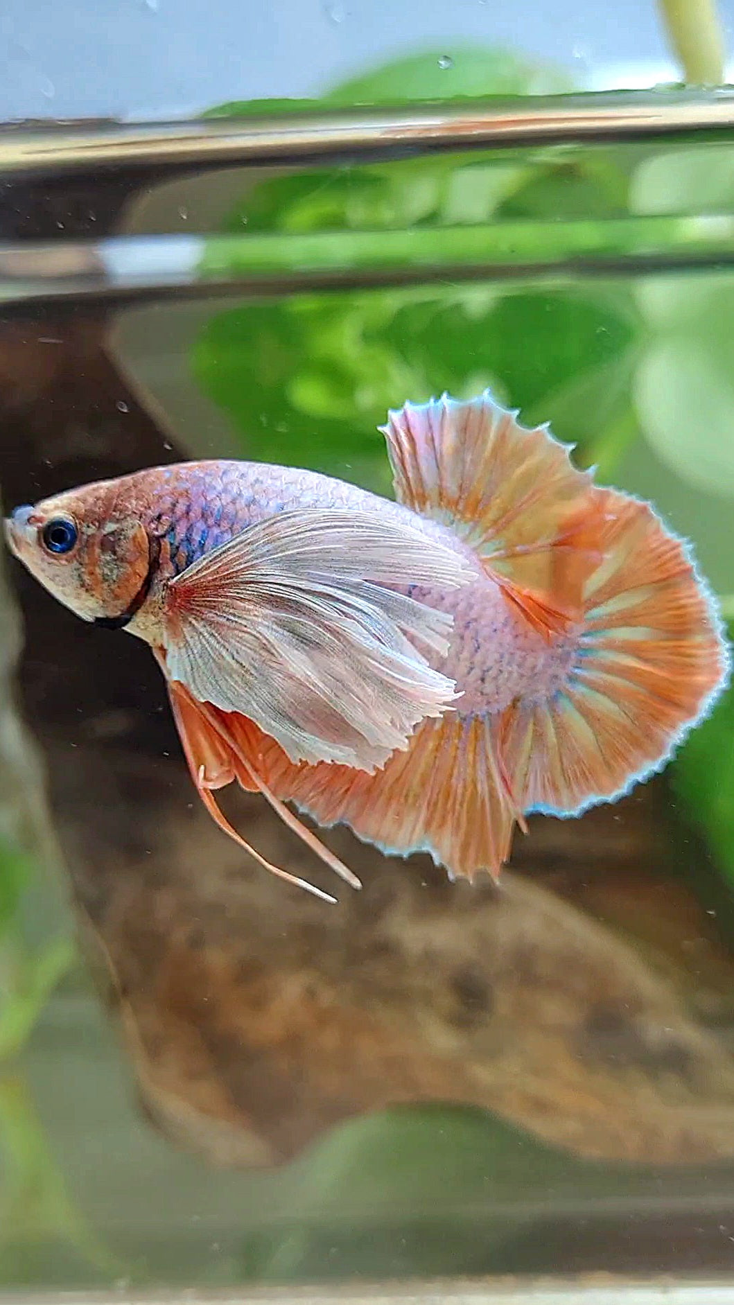 PLAKAT SUPER DUMBO EAR ORANGE BETTA FISH
