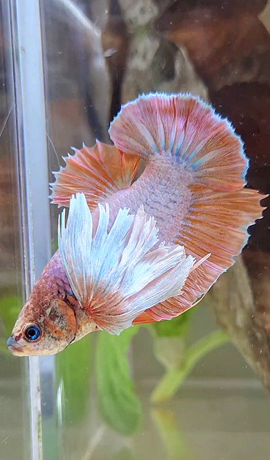 PLAKAT SUPER DUMBO EAR ORANGE BETTA FISH