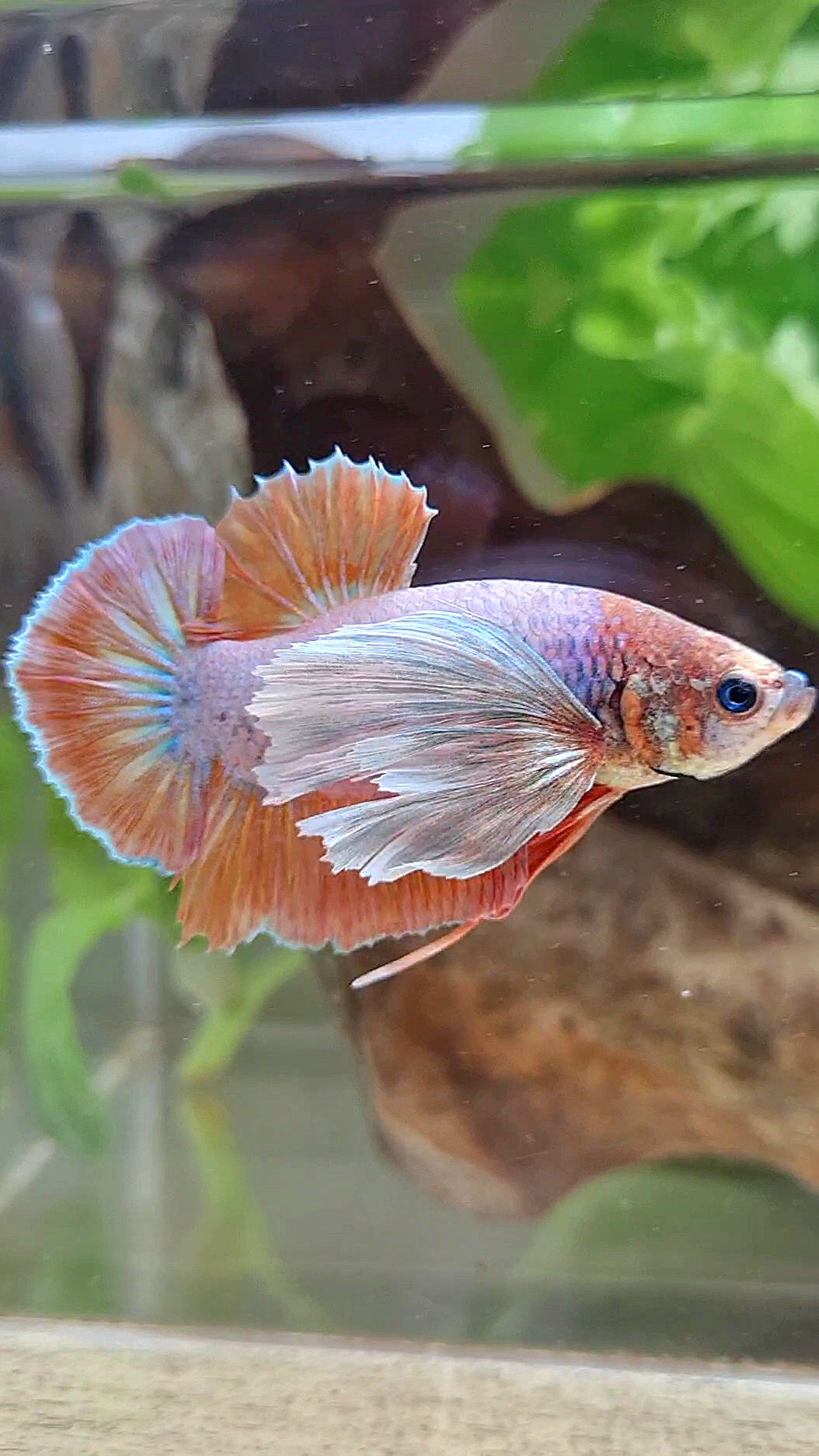PLAKAT SUPER DUMBO EAR ORANGE BETTA FISH