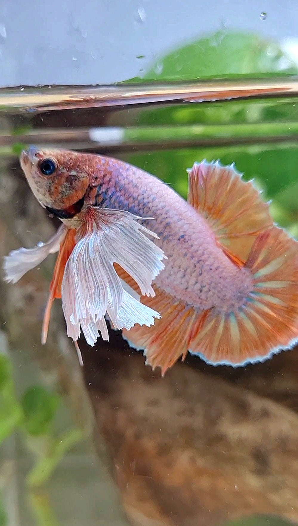 PLAKAT SUPER DUMBO EAR ORANGE BETTA FISH