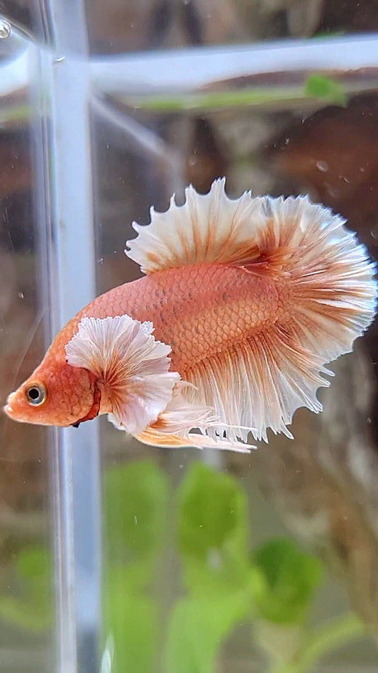 CROWNTAIL PLAKAT DUMBO EAR ORANGE PEACH BETTA FISH