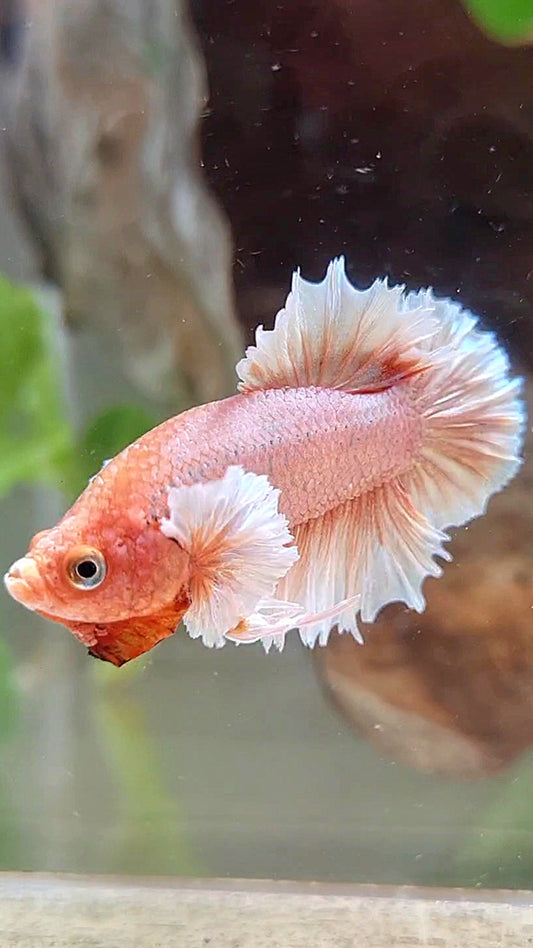 CROWNTAIL PLAKAT DUMBO EAR ORANGE PEACH BETTA FISH