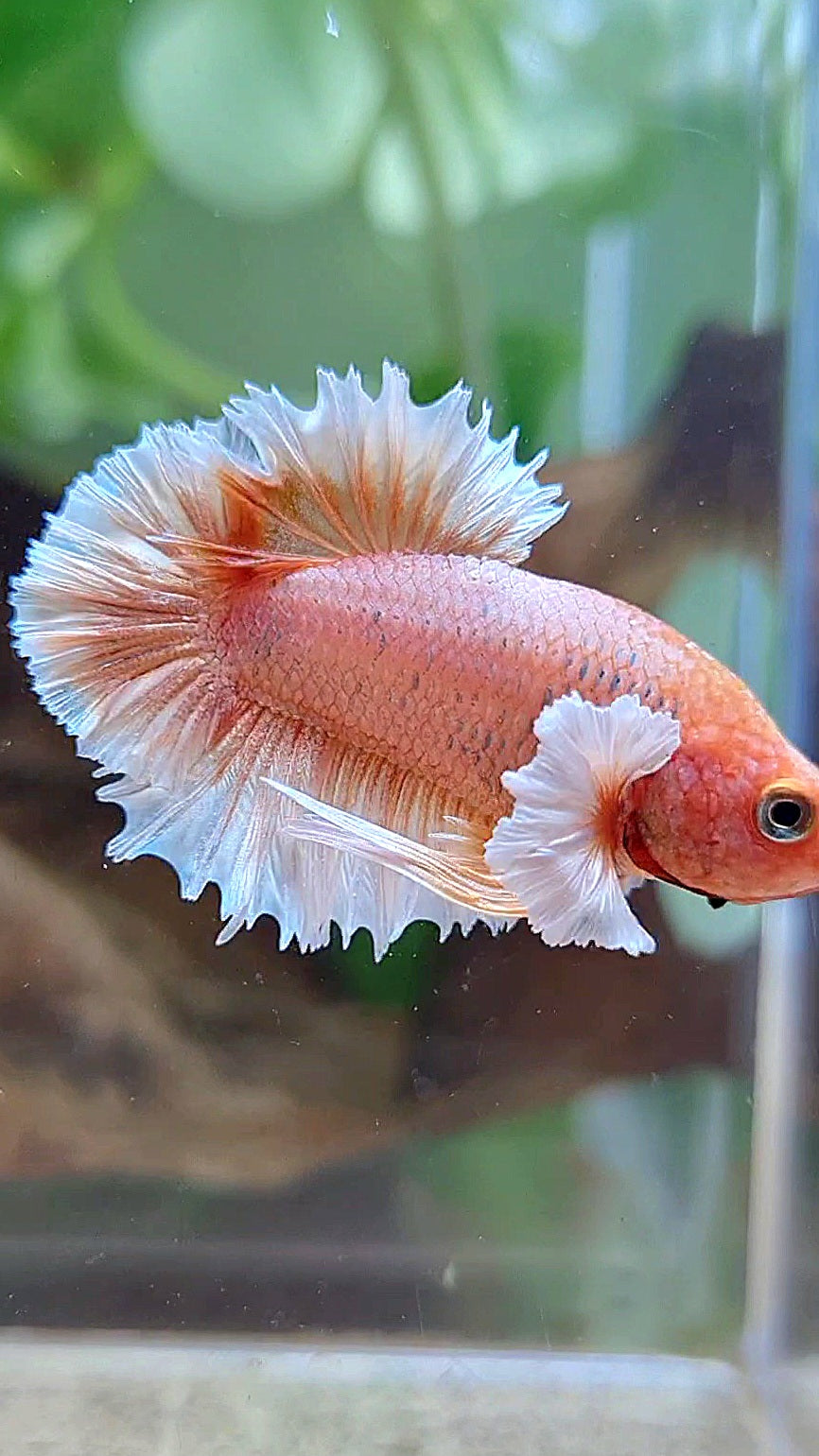 CROWNTAIL PLAKAT DUMBO EAR ORANGE PEACH BETTA FISH