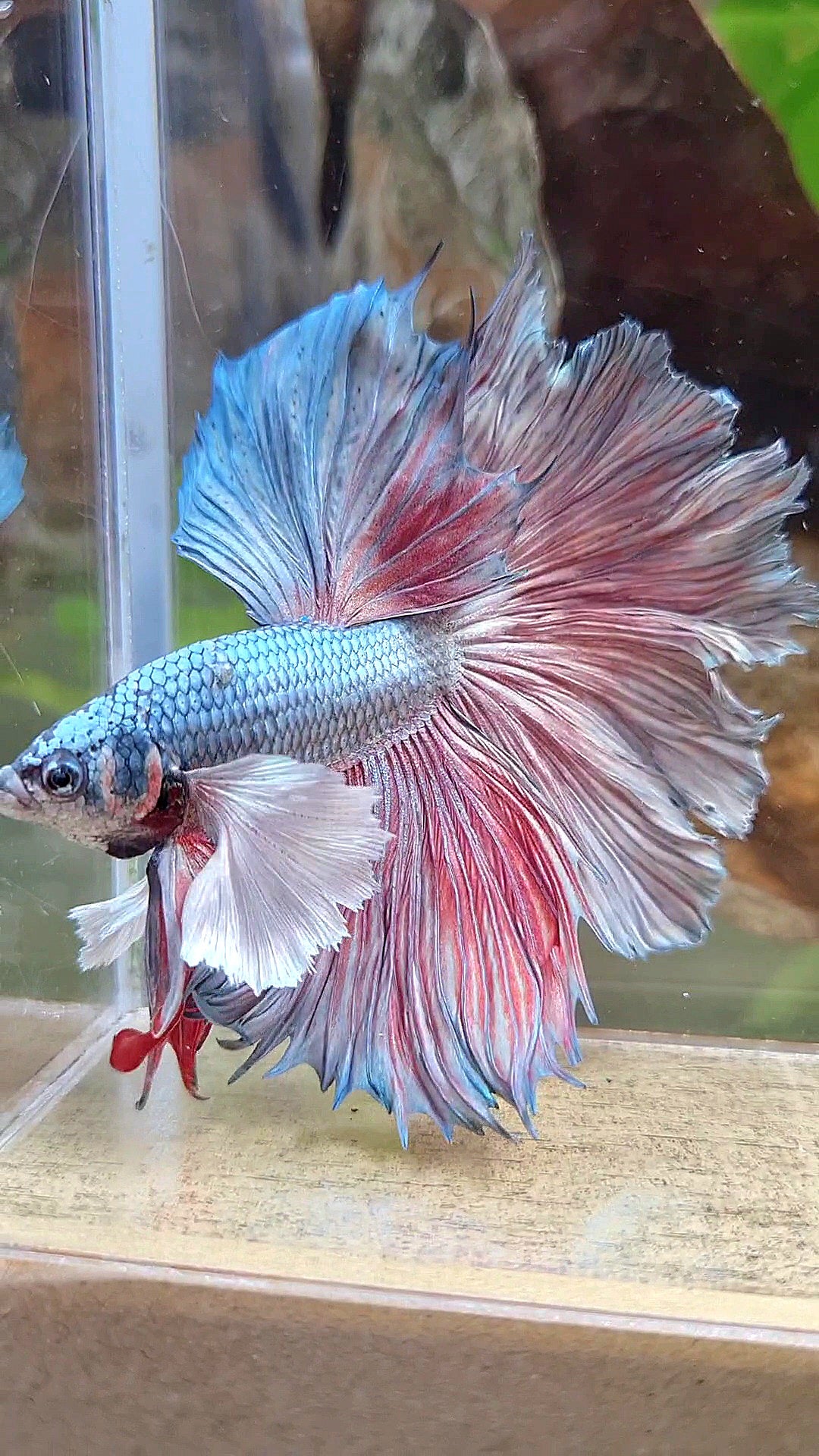 HALFMOON DUMBO EAR ROSETAIL COPPER BETTA FISH little warts