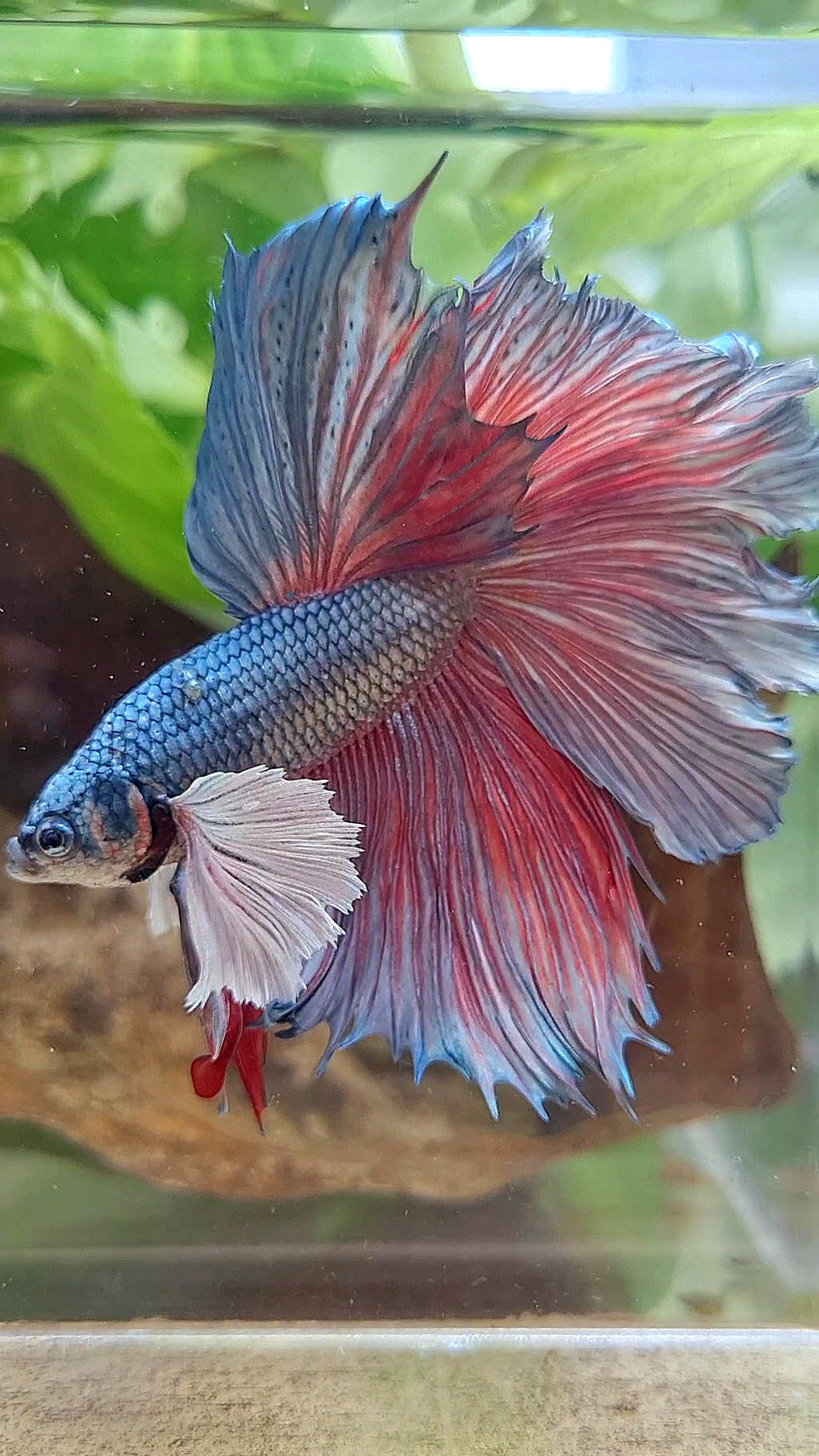 HALFMOON DUMBO EAR ROSETAIL COPPER BETTA FISH little warts
