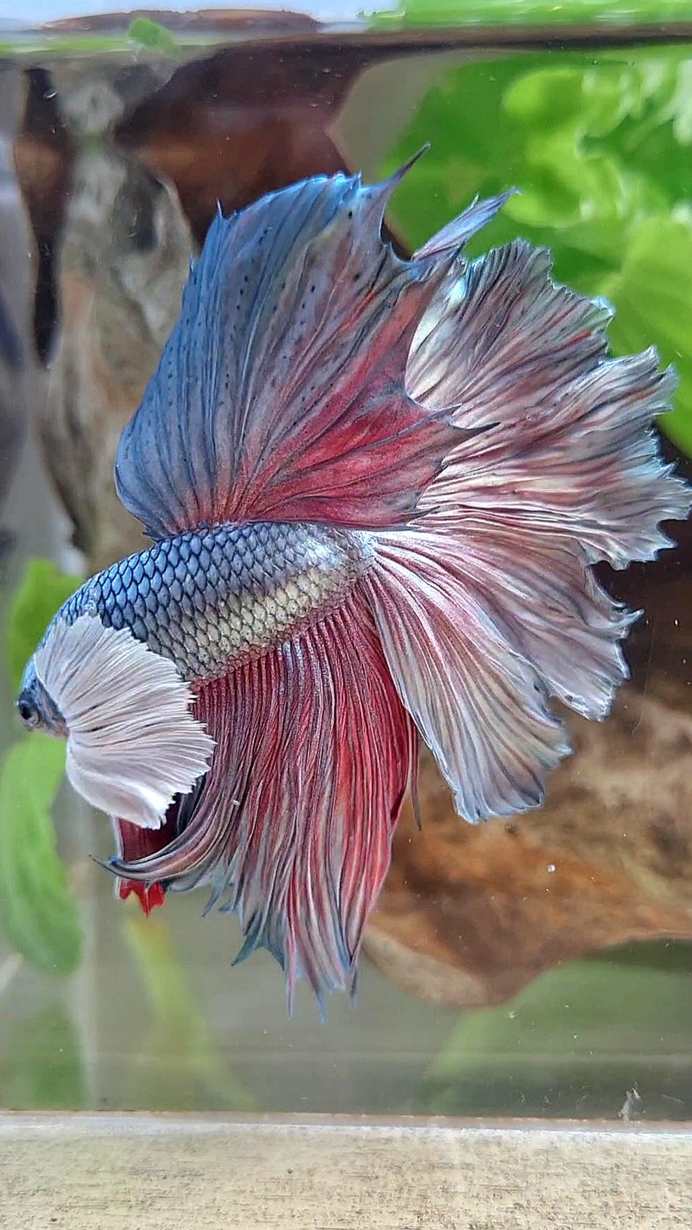 HALFMOON DUMBO EAR ROSETAIL COPPER BETTA FISH little warts