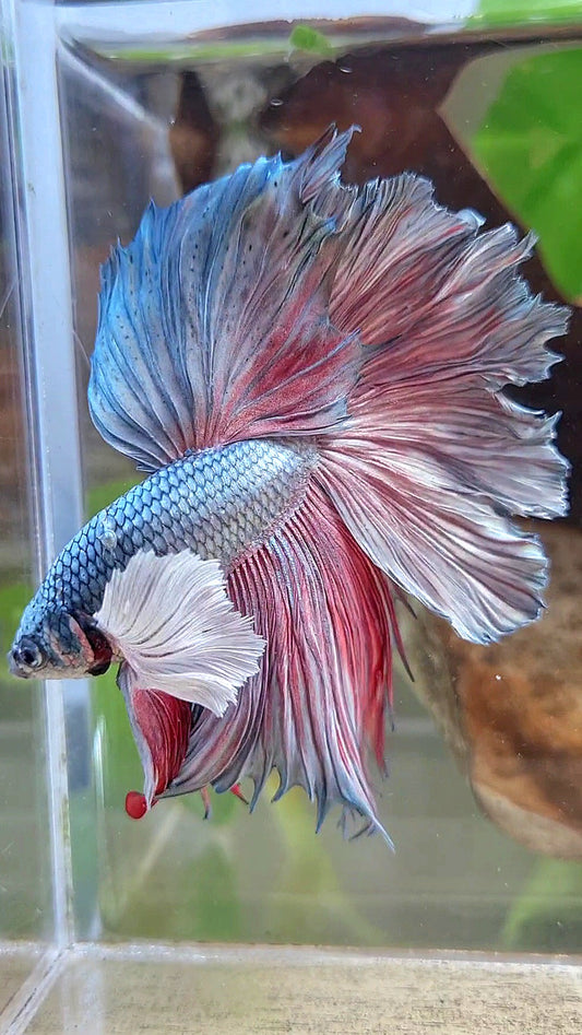 HALFMOON DUMBO EAR ROSETAIL COPPER BETTA FISH little warts
