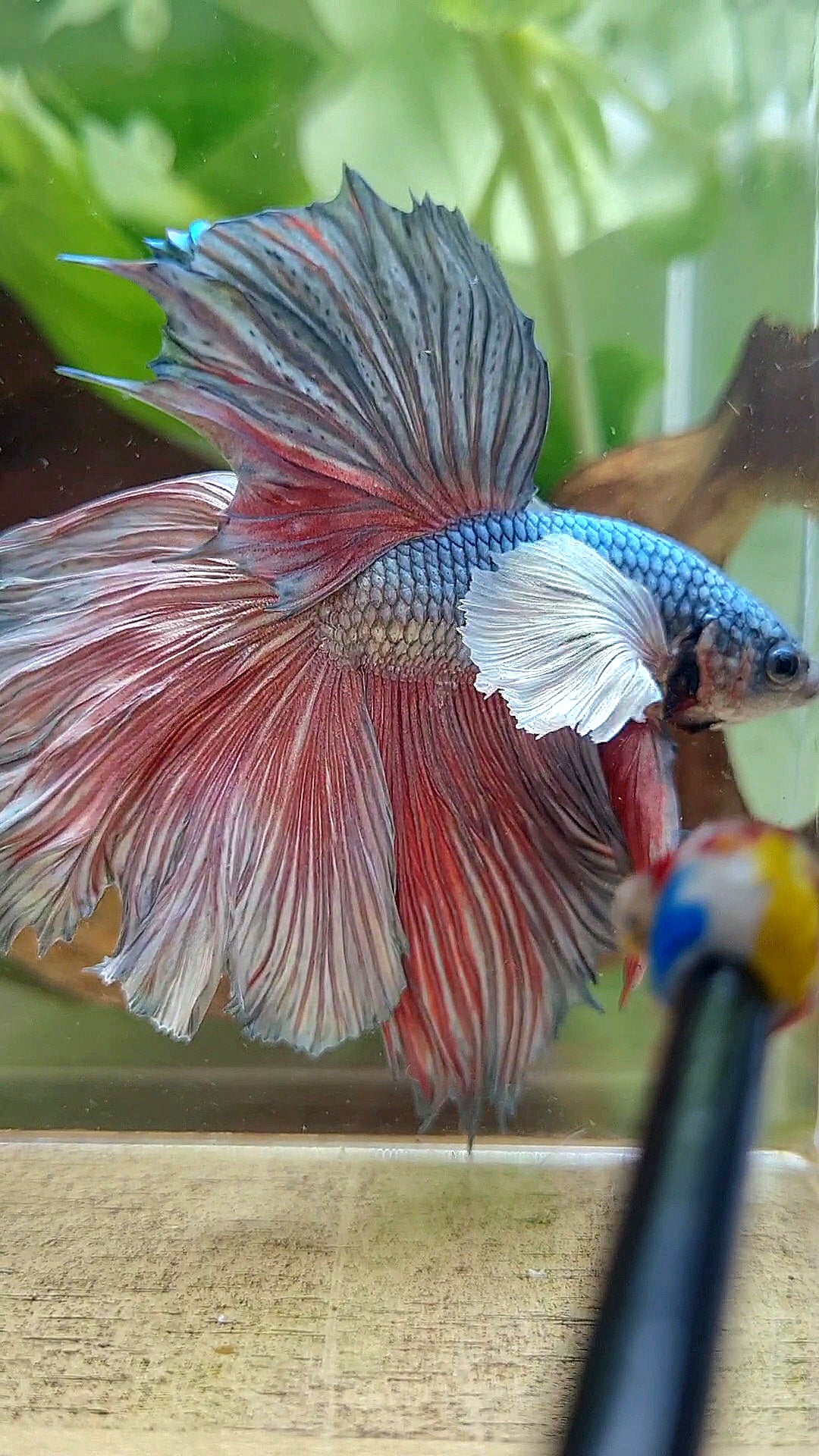 HALFMOON DUMBO EAR ROSETAIL COPPER BETTA FISH little warts