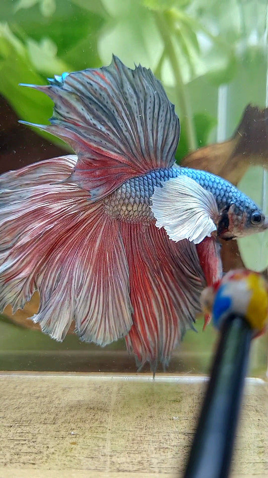 HALFMOON DUMBO EAR ROSETAIL COPPER BETTA FISH little warts