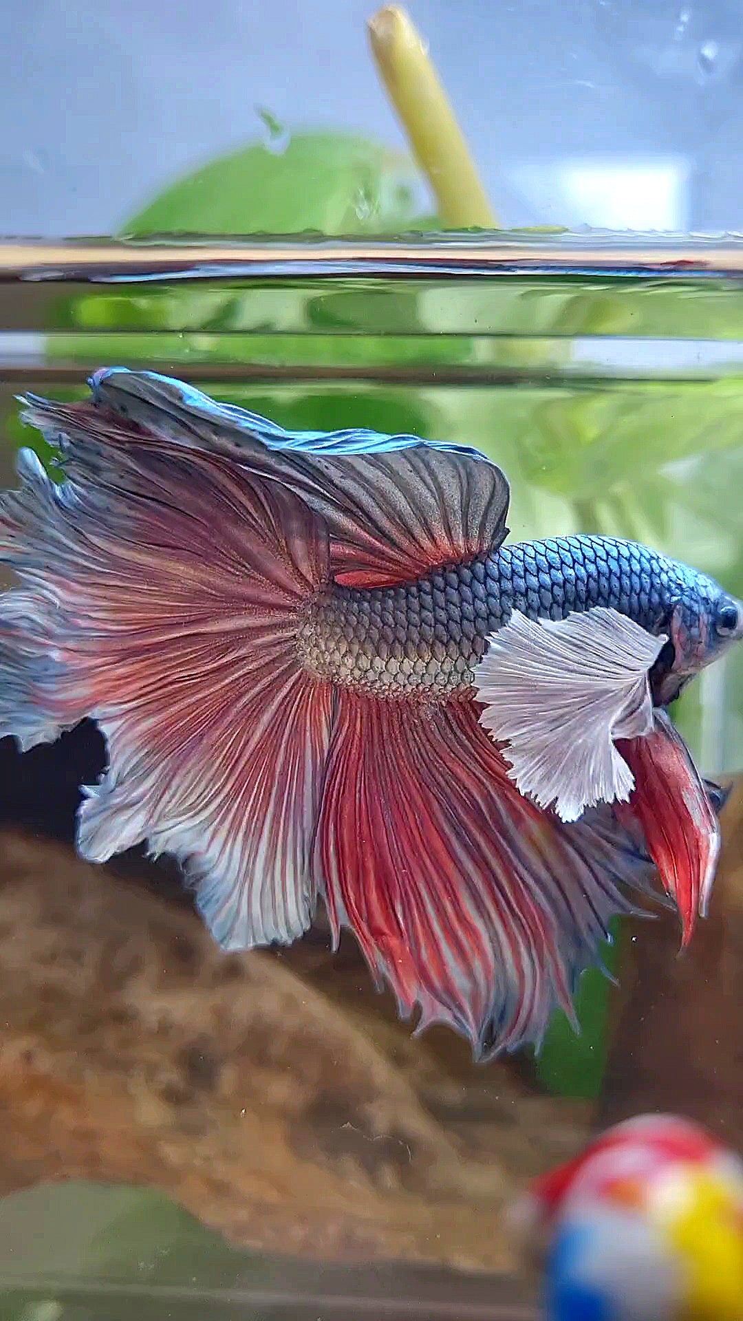 HALFMOON DUMBO EAR ROSETAIL COPPER BETTA FISH little warts