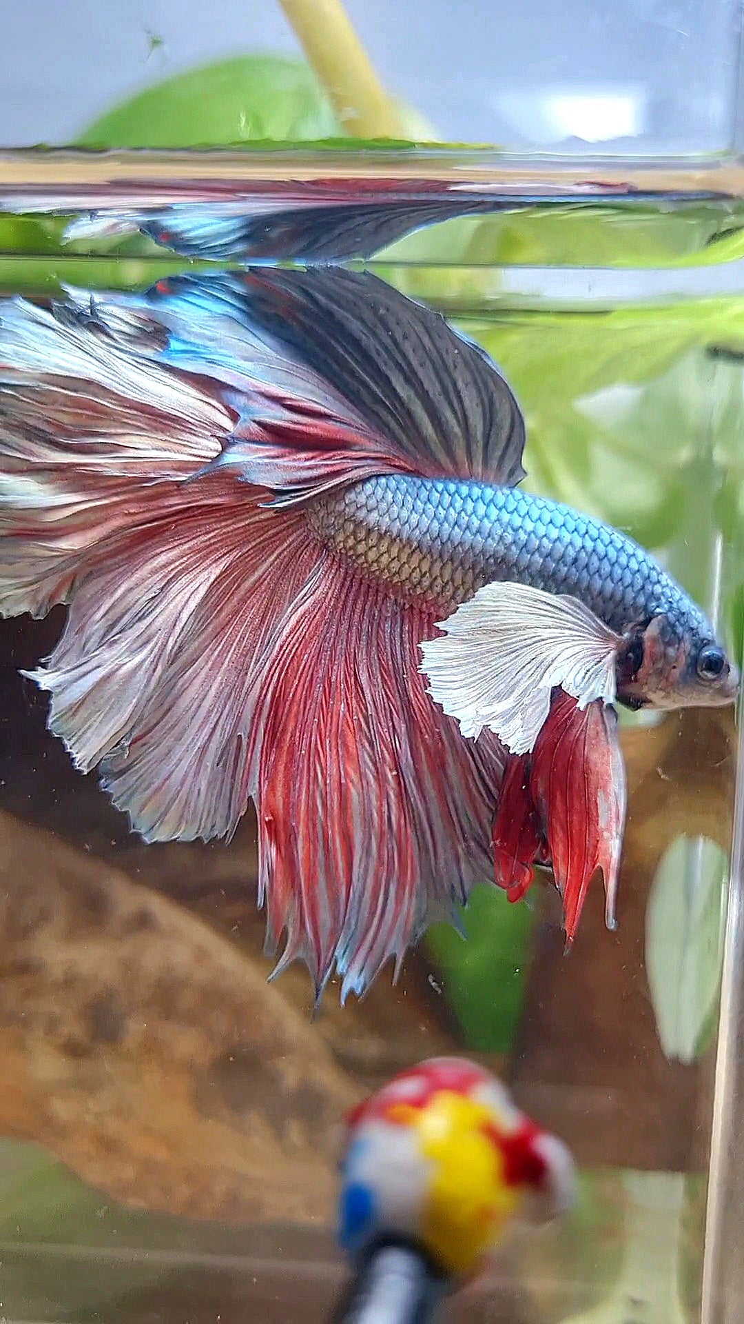 HALFMOON DUMBO EAR ROSETAIL COPPER BETTA FISH little warts