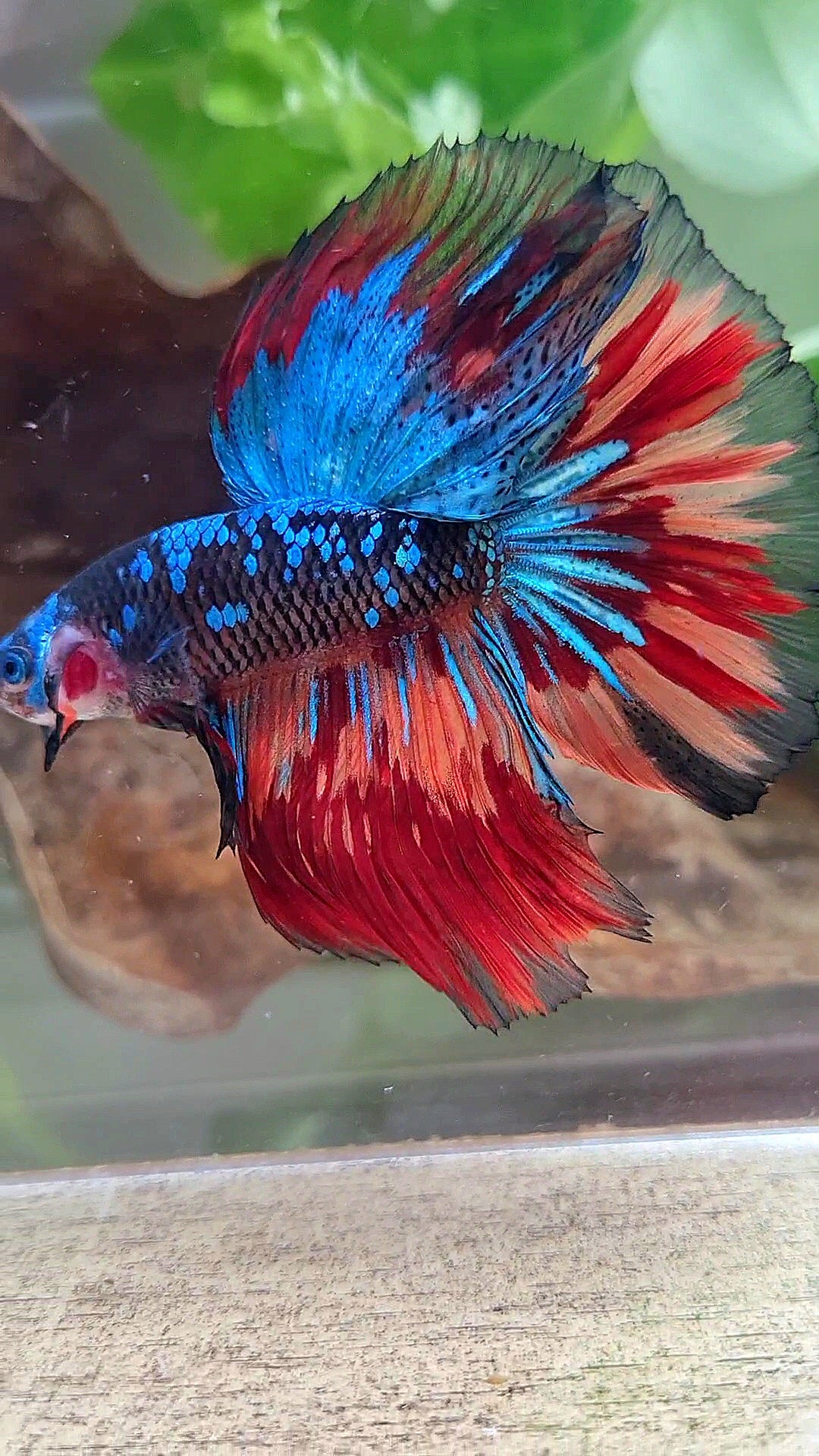 HALFMOON ROSETAIL BLACK GALAXY AVATAR BLUE NEMO VARIATION BETTA FISH