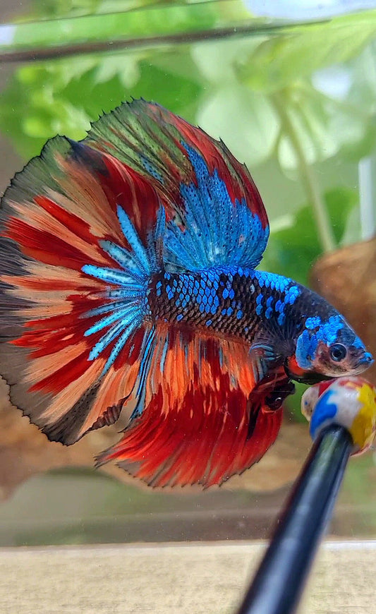 HALFMOON ROSETAIL BLACK GALAXY AVATAR BLUE NEMO VARIATION BETTA FISH