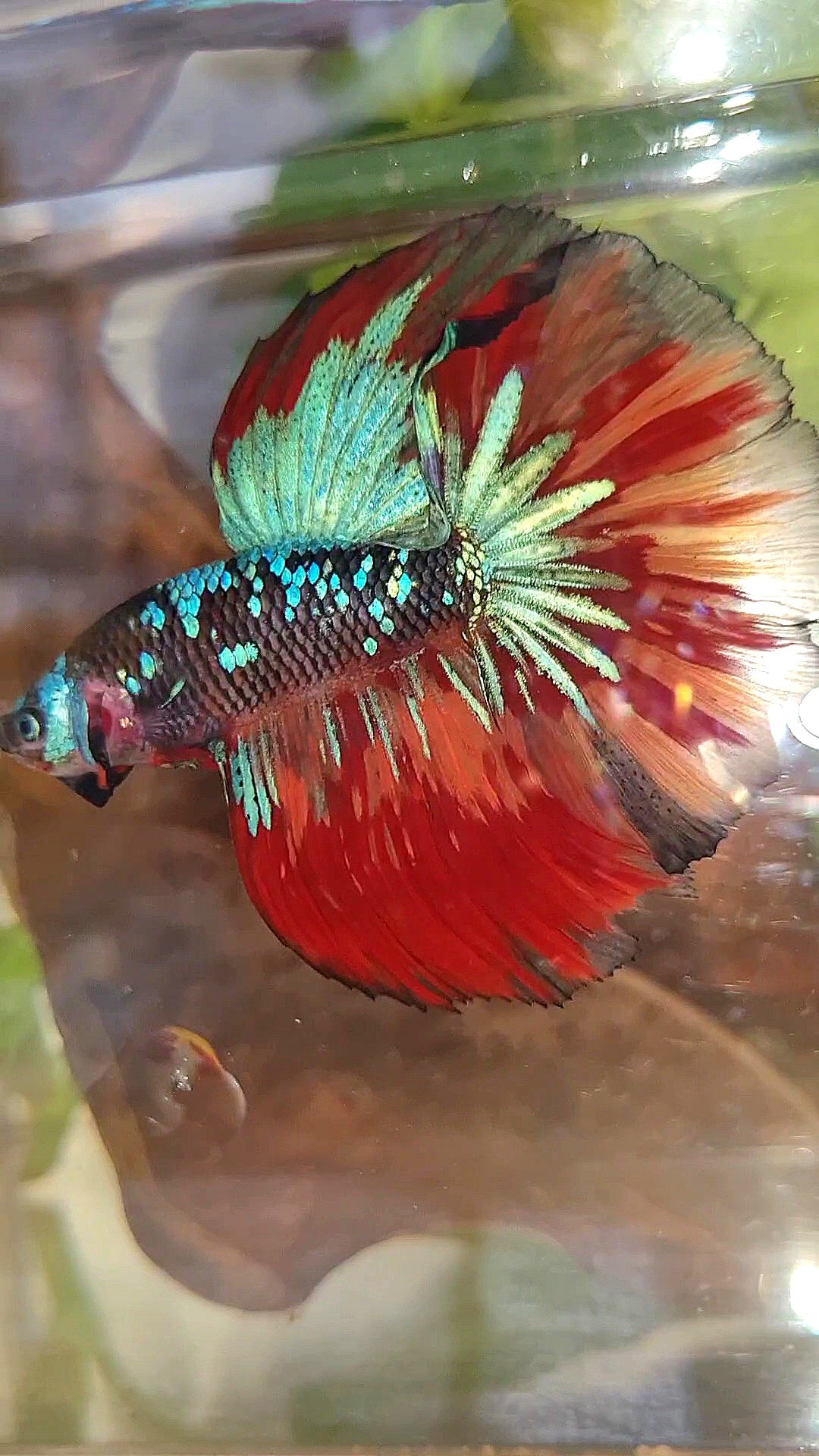 HALFMOON ROSETAIL BLACK GALAXY AVATAR BLUE NEMO VARIATION BETTA FISH