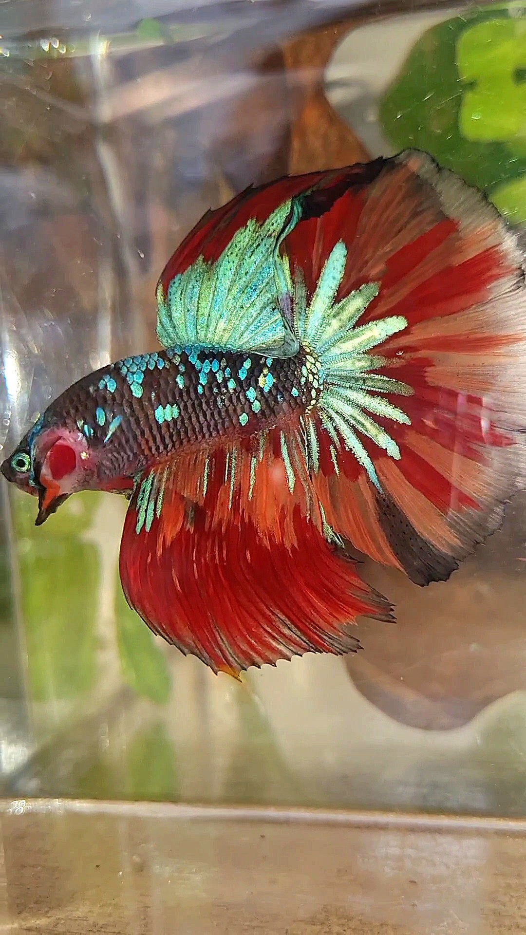 HALFMOON ROSETAIL BLACK GALAXY AVATAR BLUE NEMO VARIATION BETTA FISH