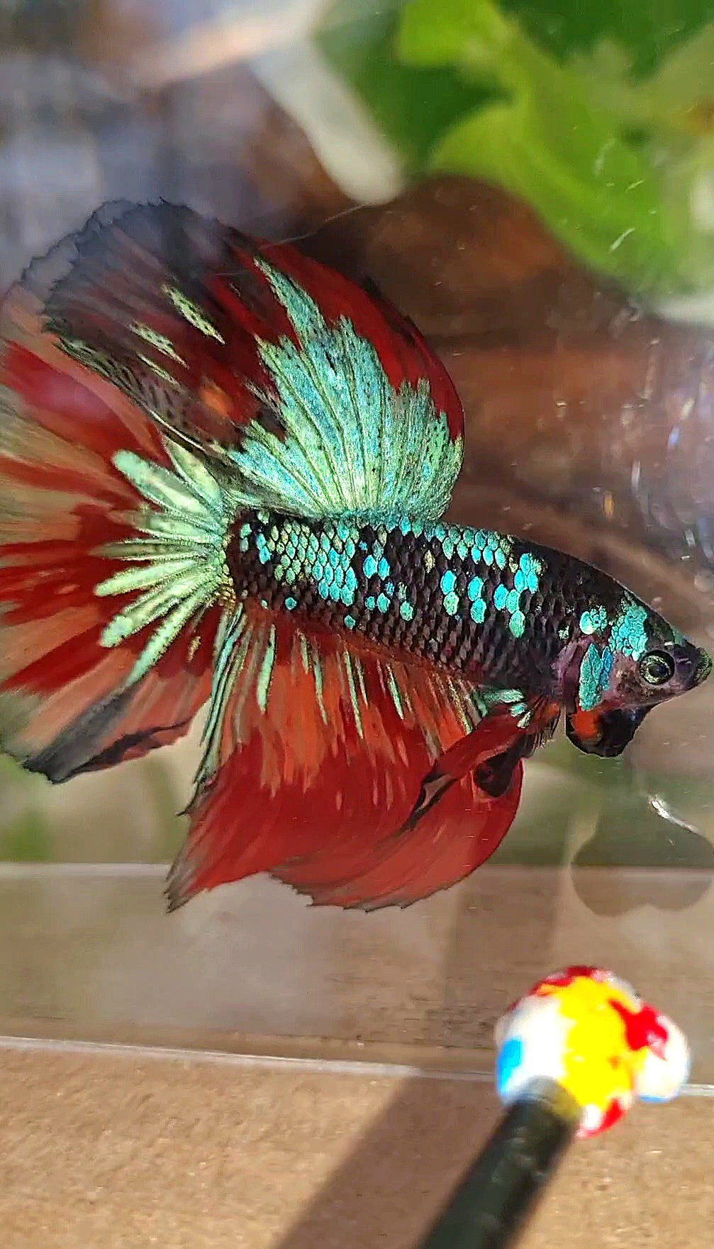 HALFMOON ROSETAIL BLACK GALAXY AVATAR BLUE NEMO VARIATION BETTA FISH