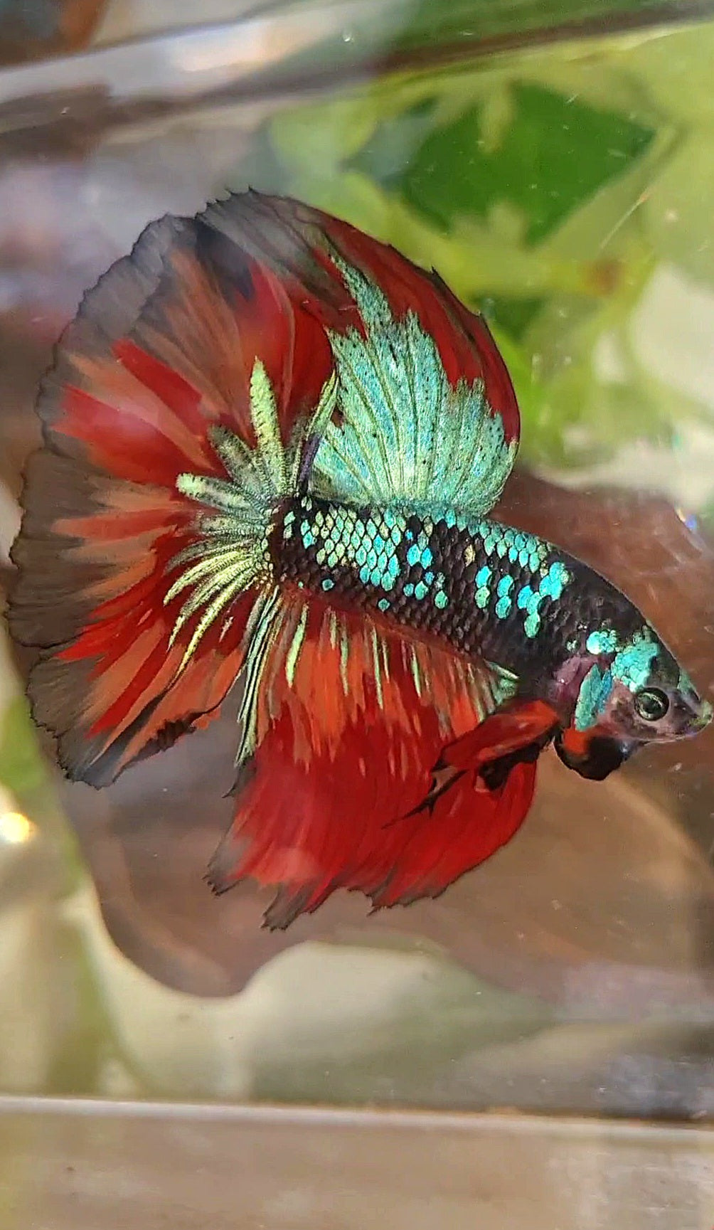 HALFMOON ROSETAIL BLACK GALAXY AVATAR BLUE NEMO VARIATION BETTA FISH