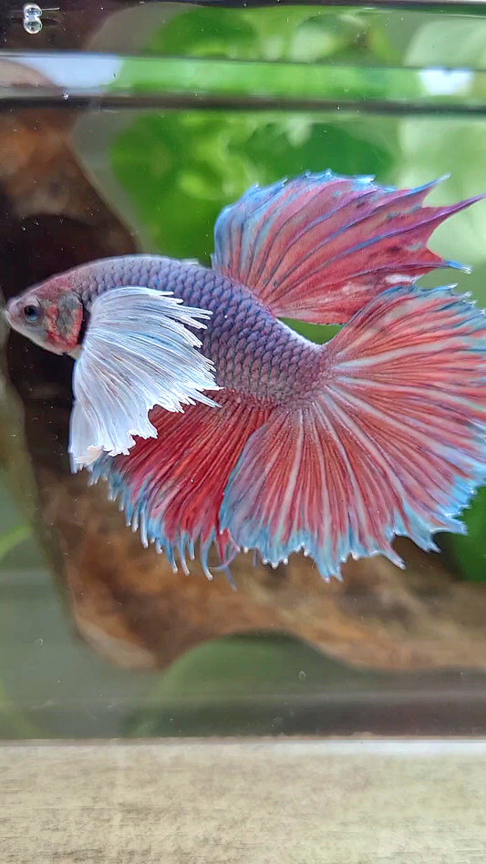 HALFMOON SUPER DUMBO EAR VIOLET BETTA FISH