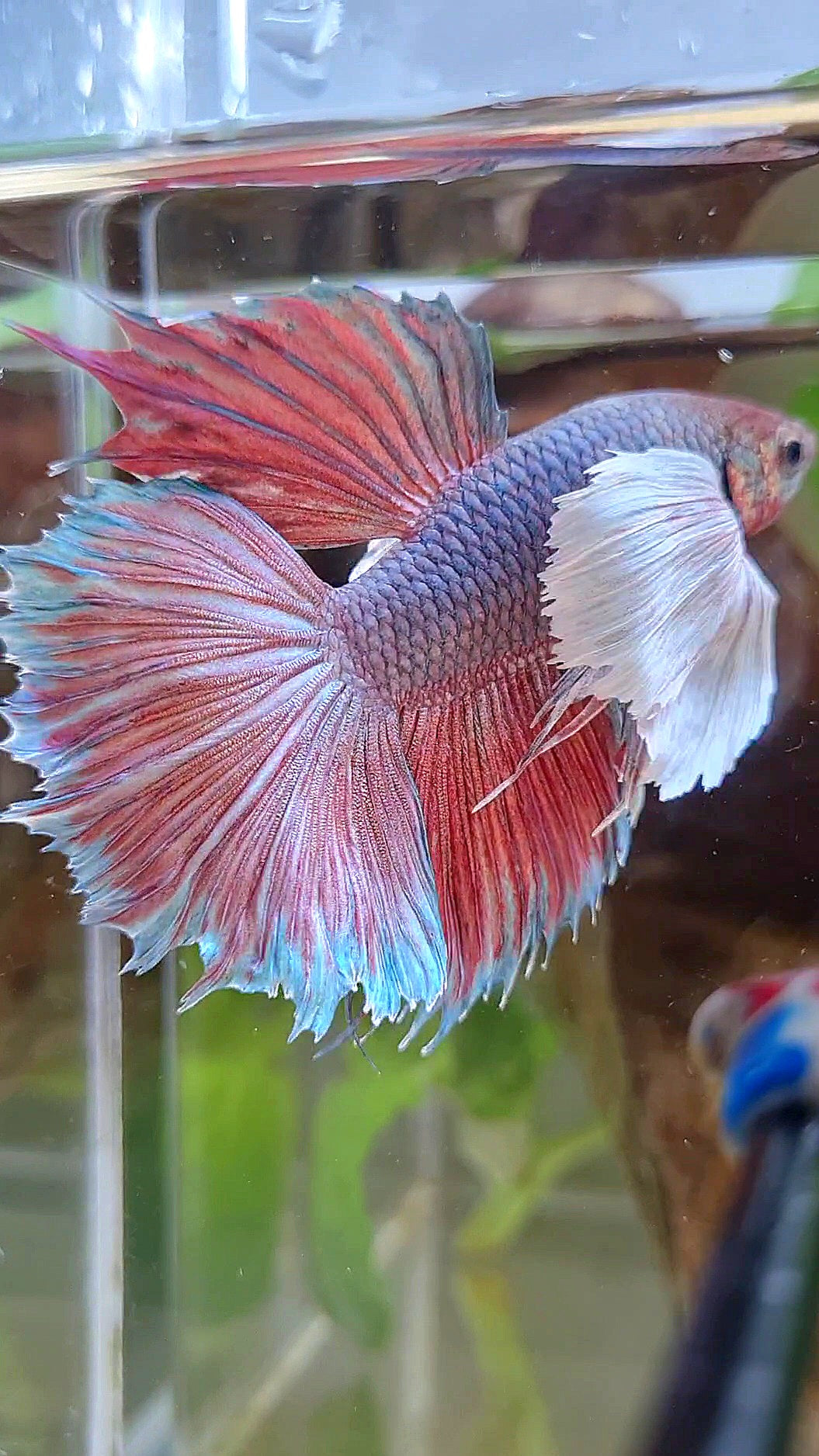 HALFMOON SUPER DUMBO EAR VIOLET BETTA FISH