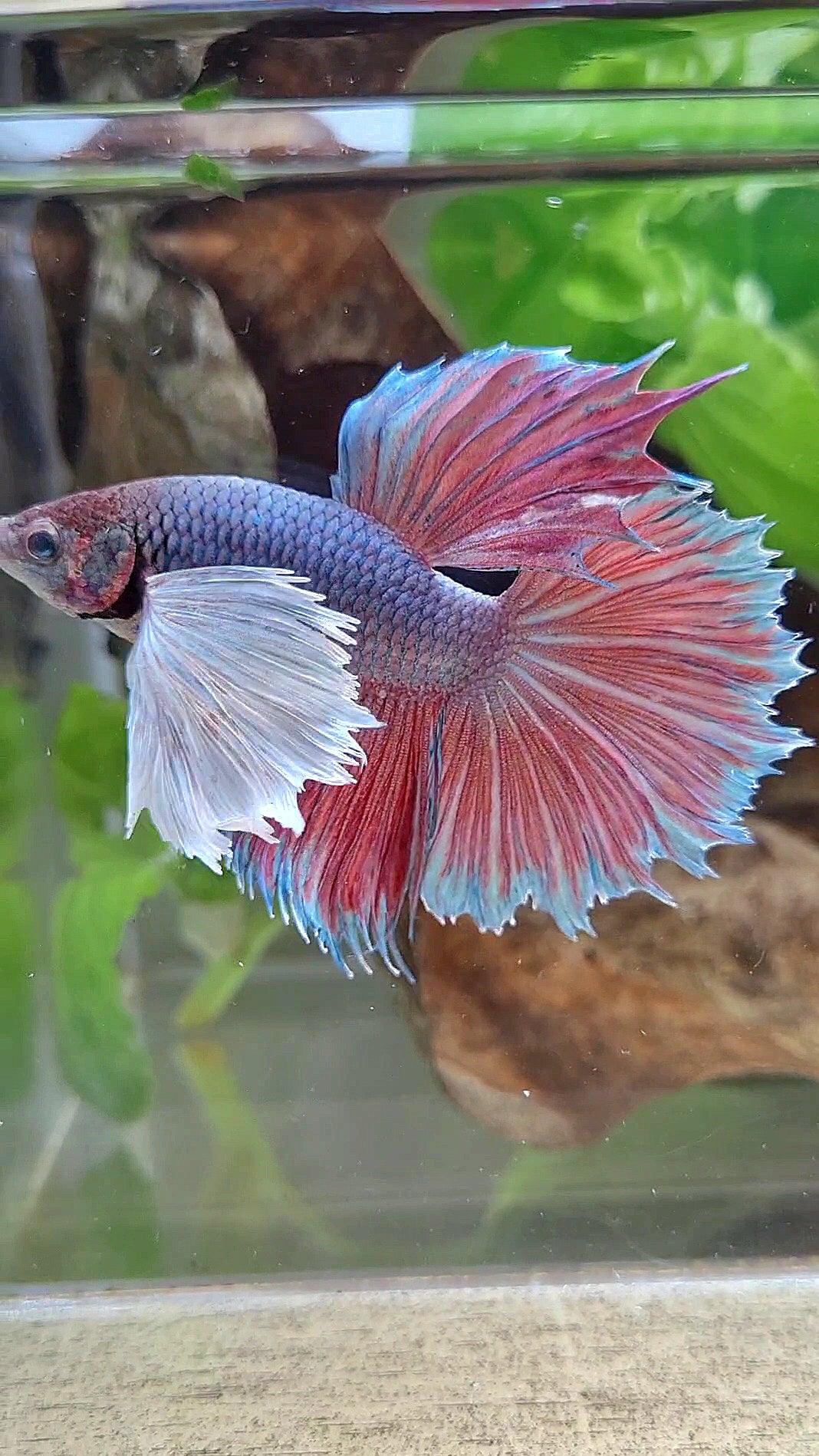 HALFMOON SUPER DUMBO EAR VIOLET BETTA FISH