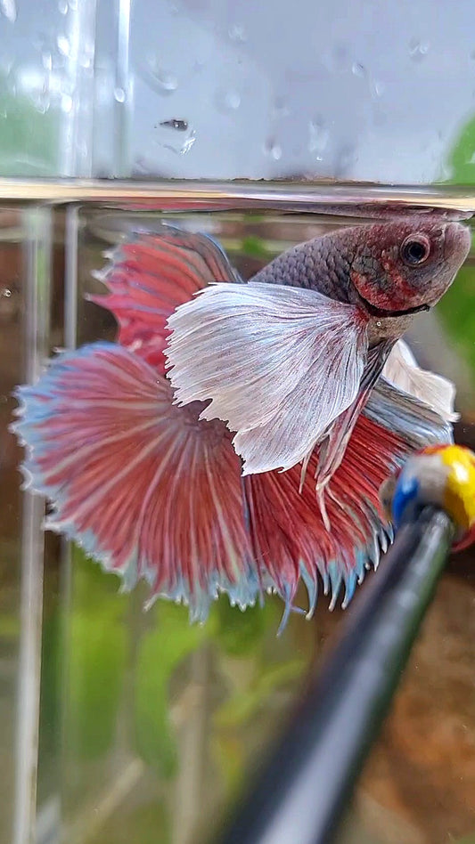 HALFMOON SUPER DUMBO EAR VIOLET BETTA FISH