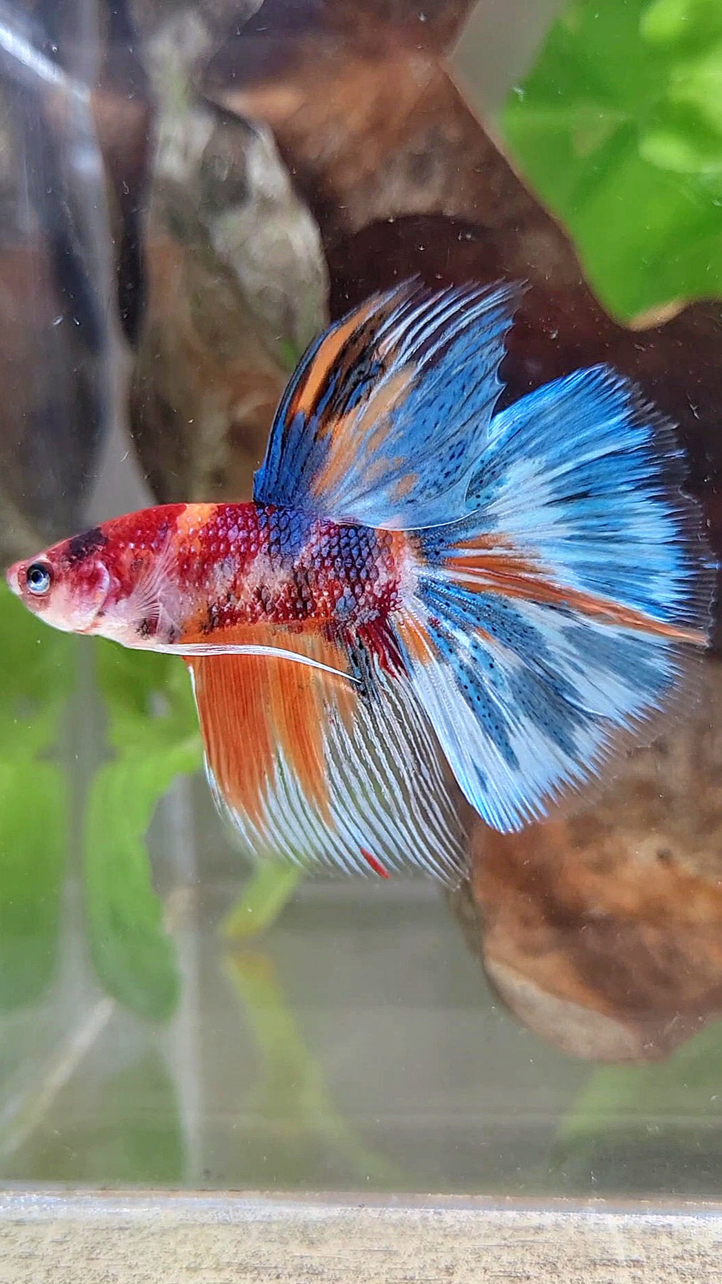 HALFMOON METTALIC MULTICOLOR BETTA FISH