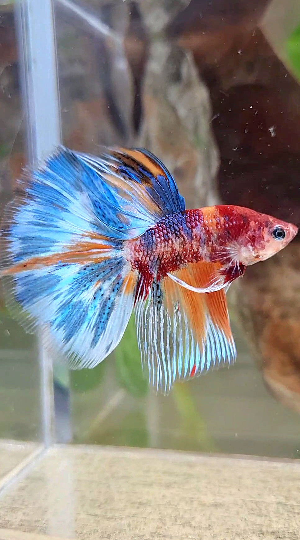 HALFMOON METTALIC MULTICOLOR BETTA FISH