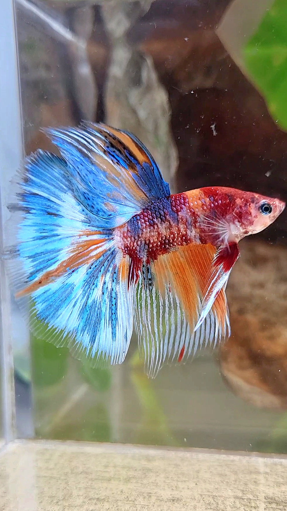 HALFMOON METTALIC MULTICOLOR BETTA FISH