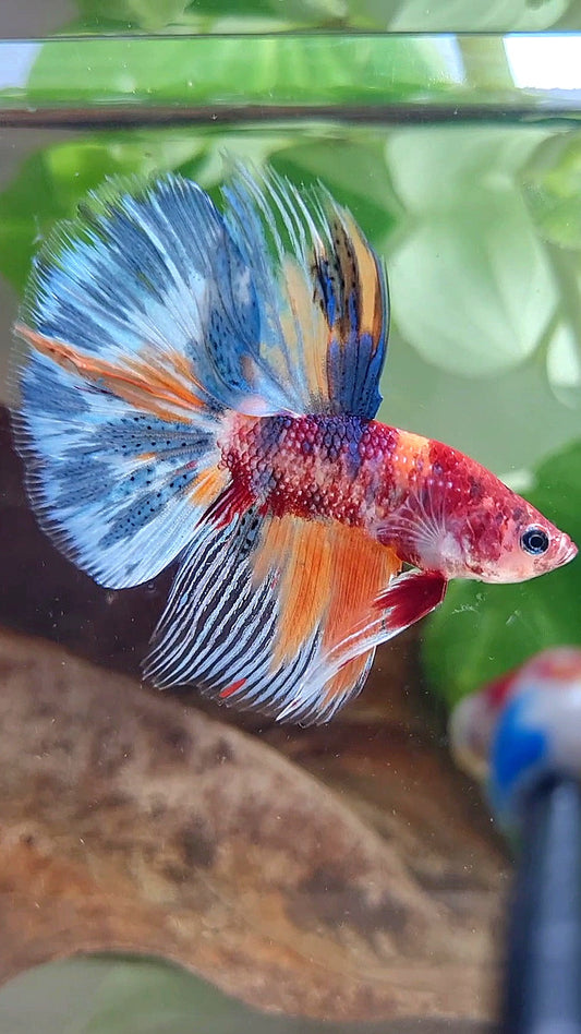 HALFMOON METTALIC MULTICOLOR BETTA FISH