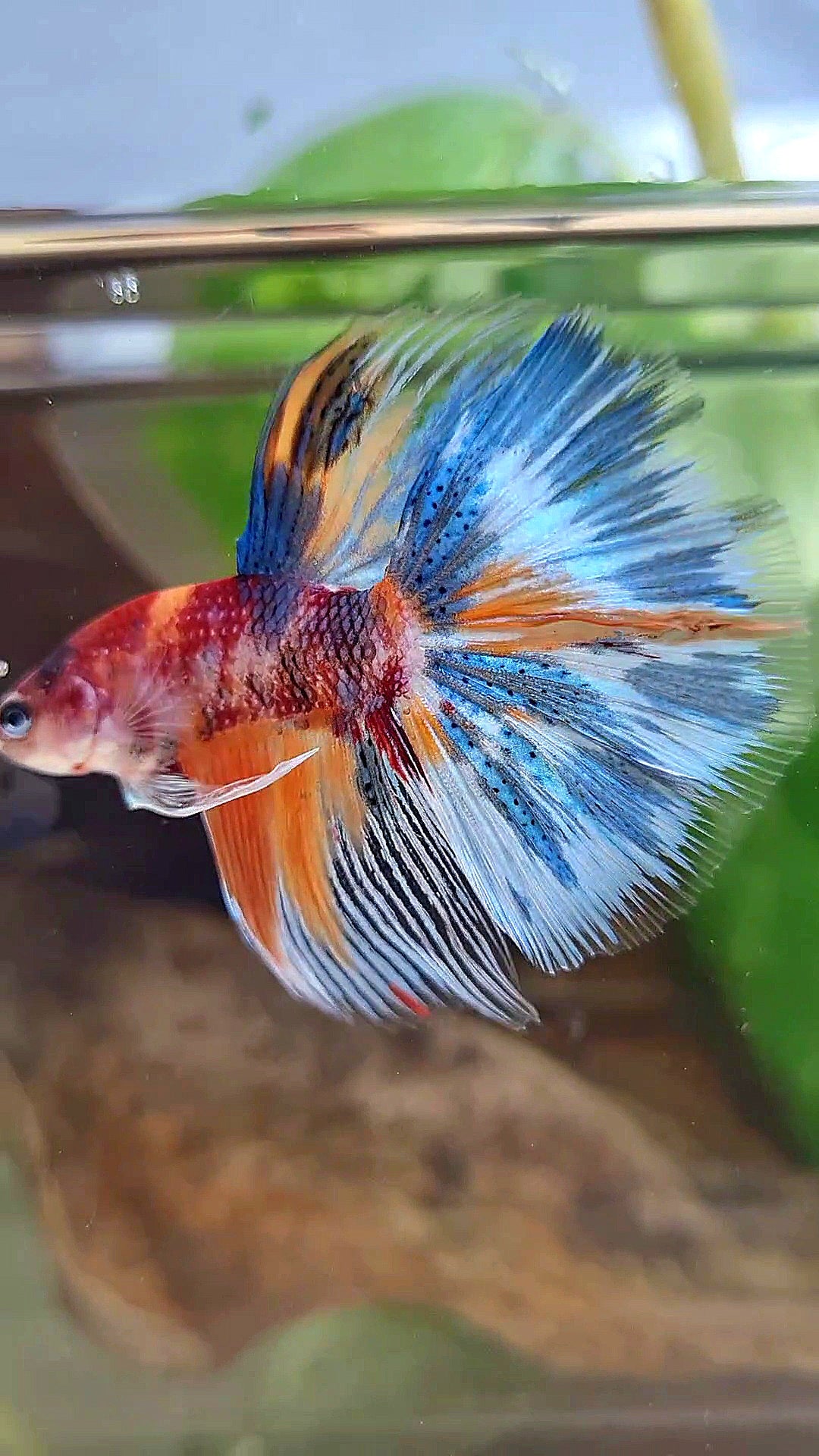HALFMOON METTALIC MULTICOLOR BETTA FISH