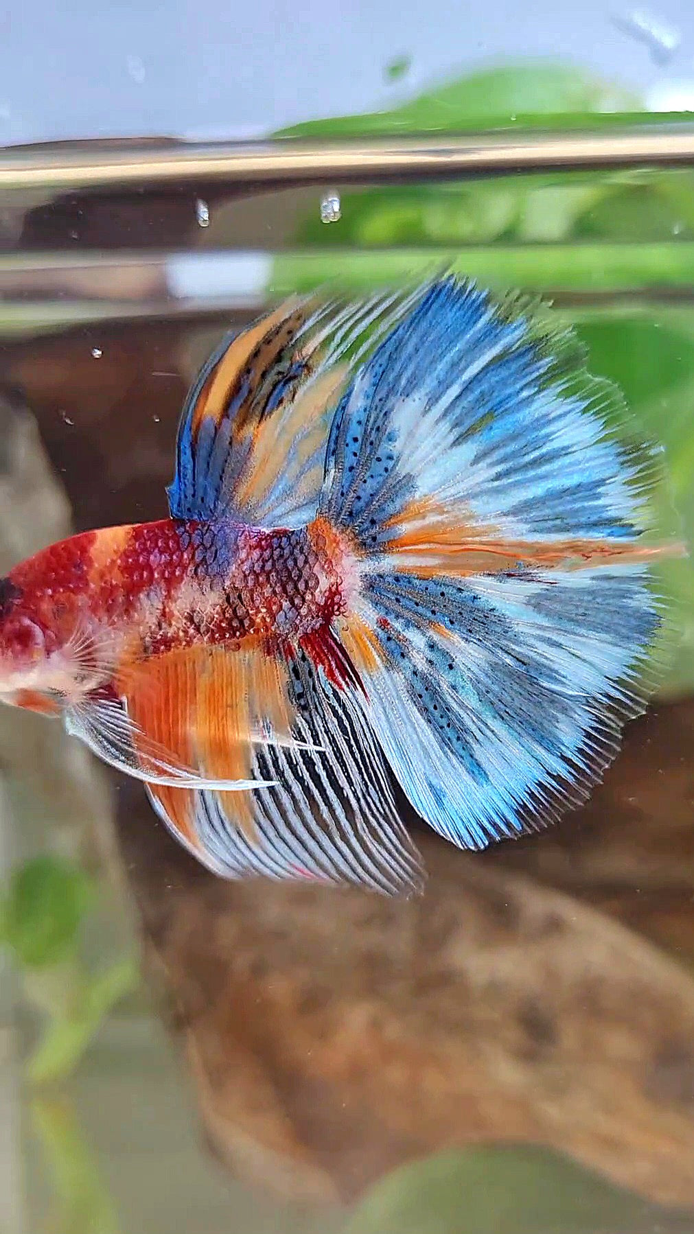 HALFMOON METTALIC MULTICOLOR BETTA FISH