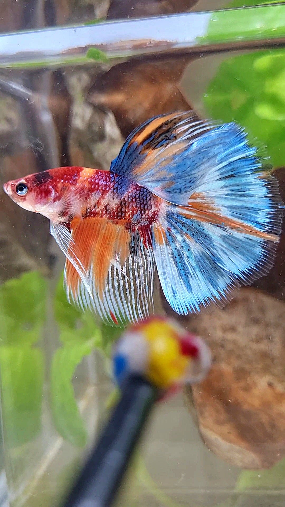 HALFMOON METTALIC MULTICOLOR BETTA FISH