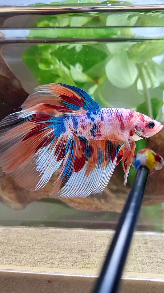 GIANT HALFMOON TOTAL 8,2CM+ FANCY FIRE MULTICOLOR BETTA FISH