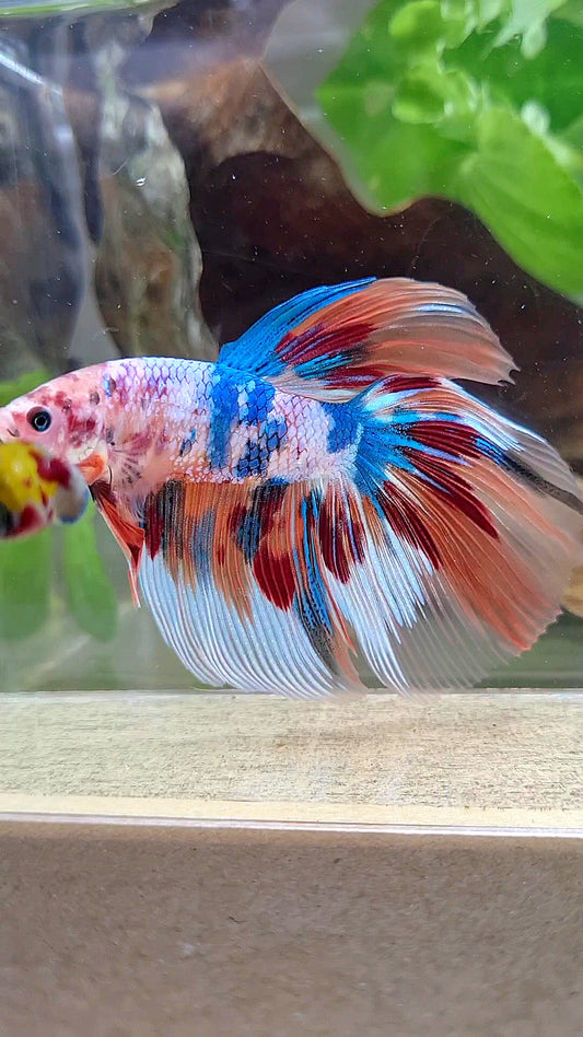 GIANT HALFMOON TOTAL 8,2CM+ FANCY FIRE MULTICOLOR BETTA FISH