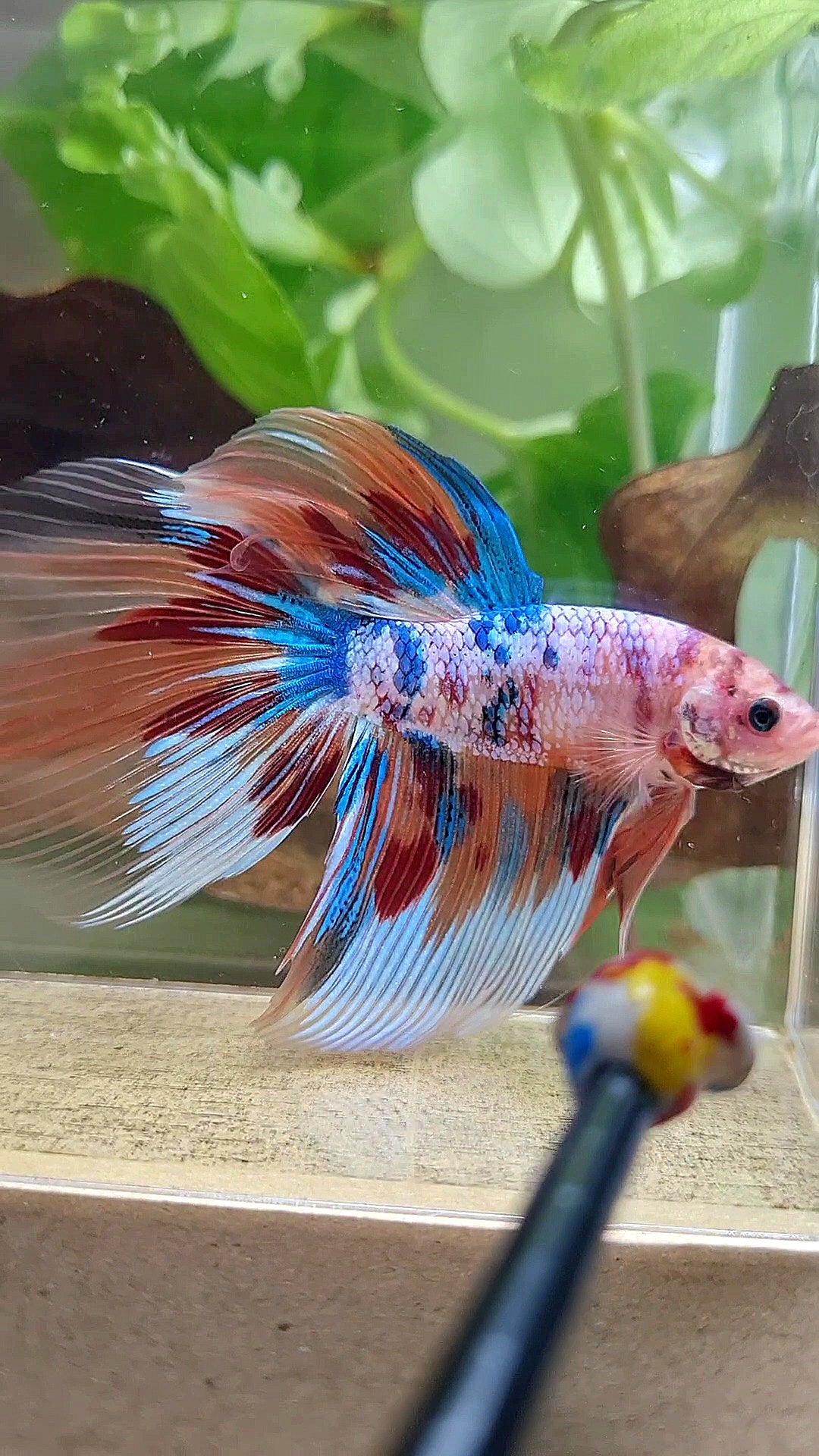 GIANT HALFMOON TOTAL 8,2CM+ FANCY FIRE MULTICOLOR BETTA FISH