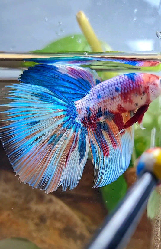 GIANT HALFMOON TOTAL 7,5CM+ RAINBOW MULTICOLOR BETTA FISH