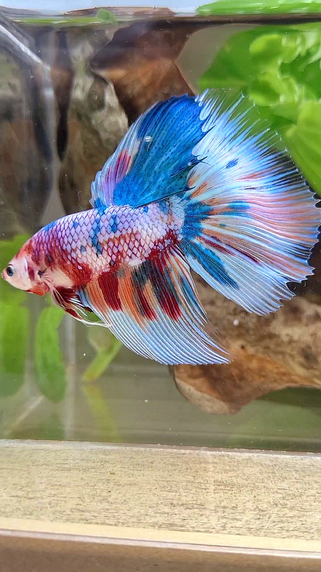 GIANT HALFMOON TOTAL 7,5CM+ RAINBOW MULTICOLOR BETTA FISH