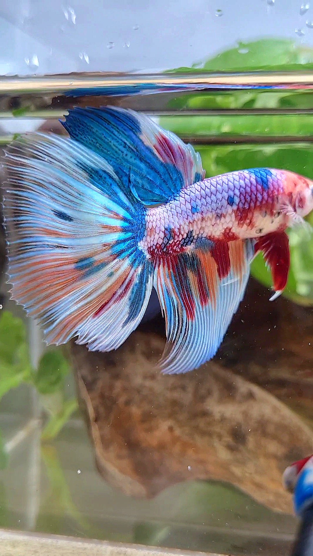 GIANT HALFMOON TOTAL 7,5CM+ RAINBOW MULTICOLOR BETTA FISH